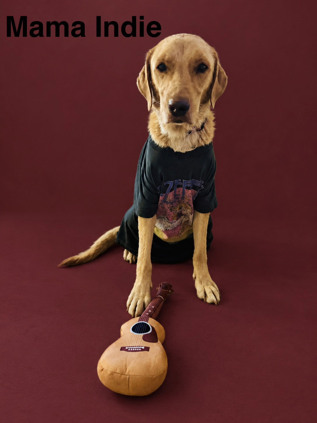Mama Indie, Labrador Retriever