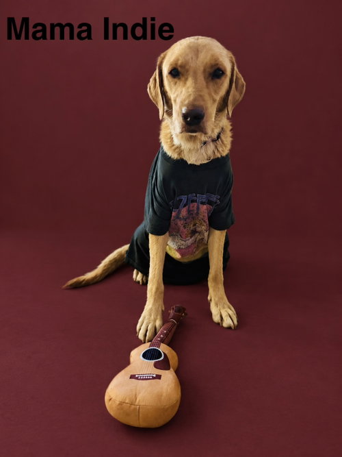 Mama Indie, a dog for adoption from Rescue Rovers Dog Adoptions