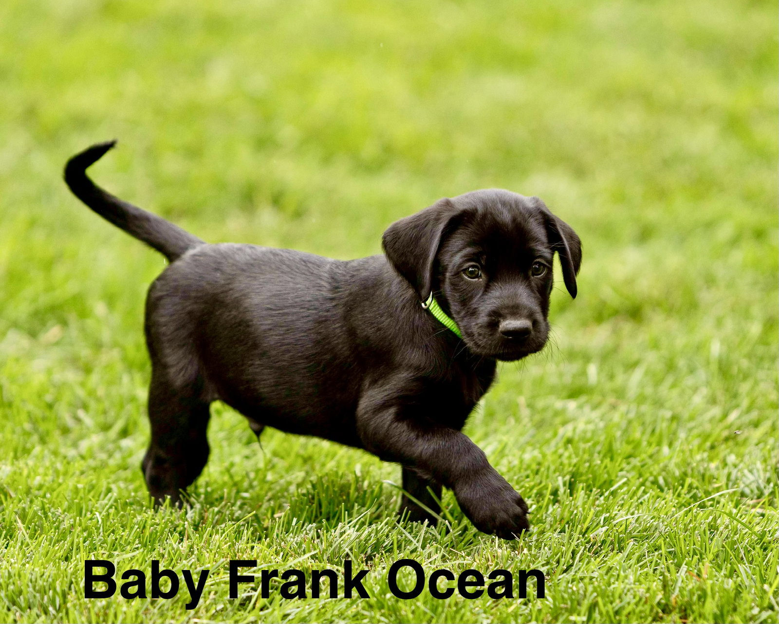 Baby Frank Ocean, Labrador Retriever