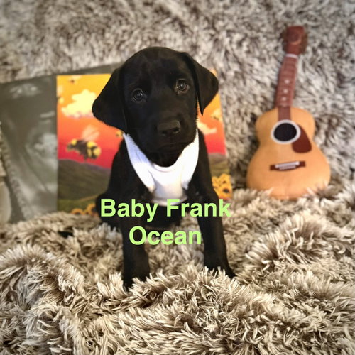 Photo 2 of Baby Frank Ocean