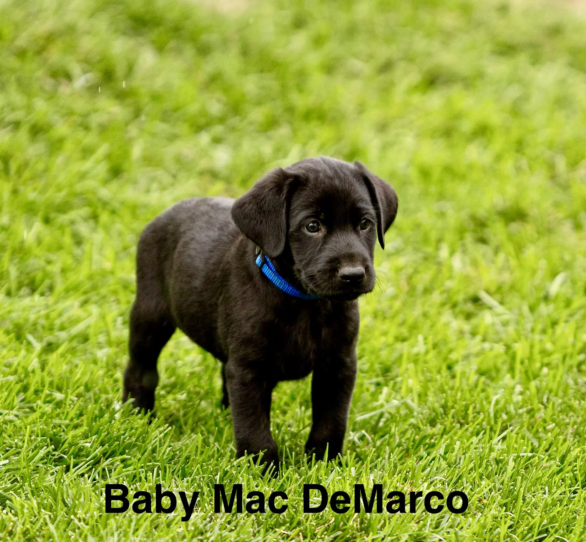 Baby Mac Demarco - Labrador Retriever