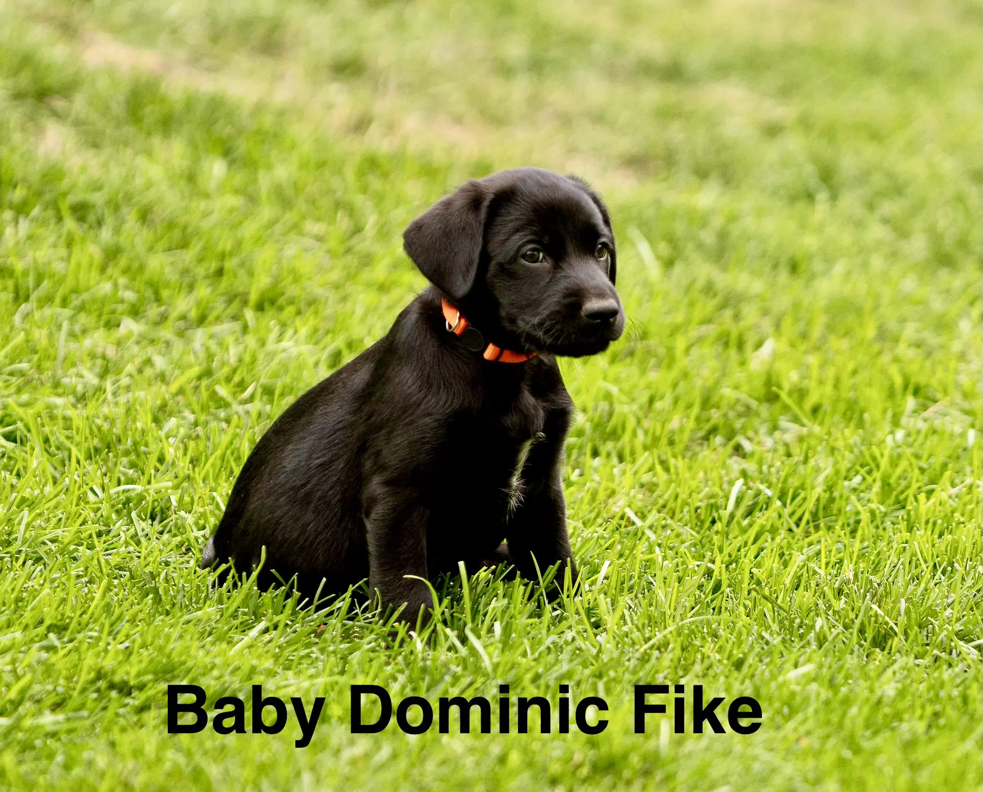 Baby Dominic Fike - Labrador Retriever