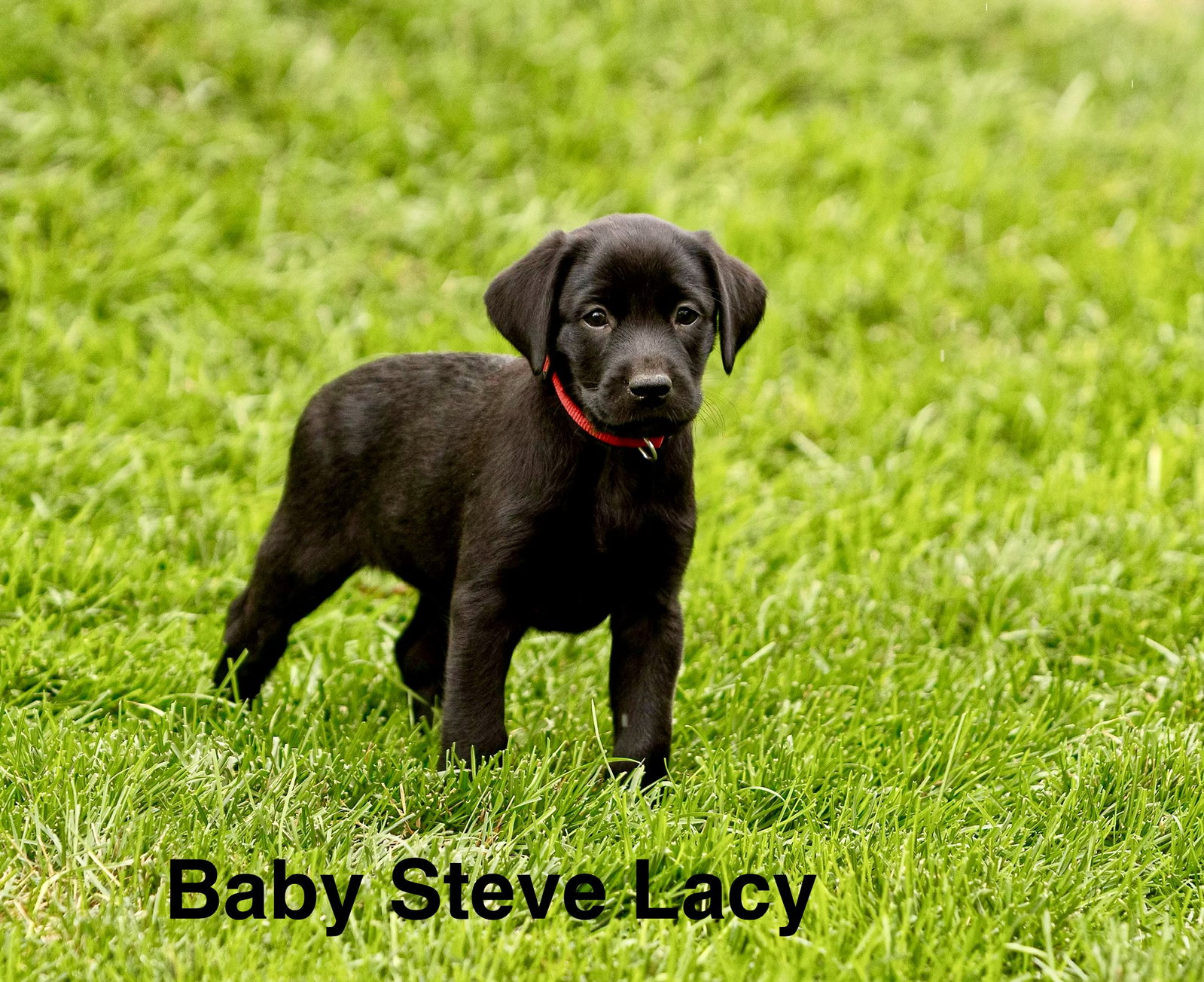 Baby Steve Lacy, Labrador Retriever
