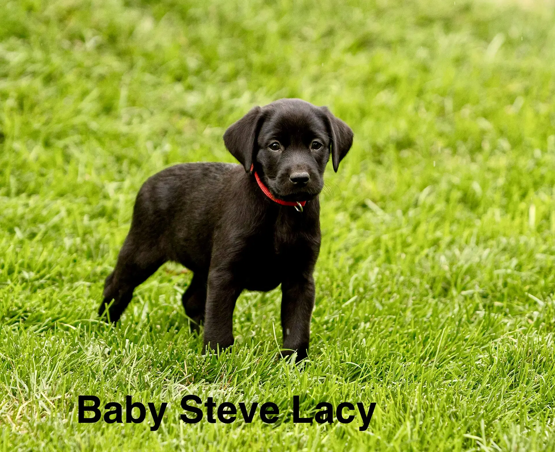 Baby Steve Lacy - Labrador Retriever