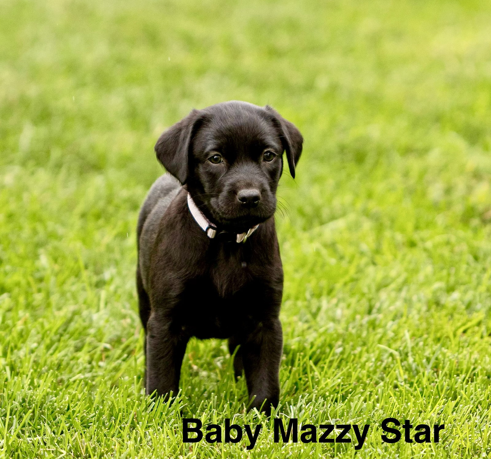 Baby Mazzy Star, Labrador Retriever