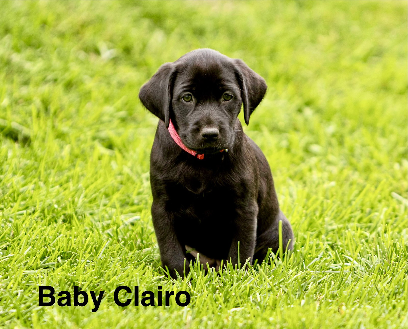Baby Clairo, Labrador Retriever