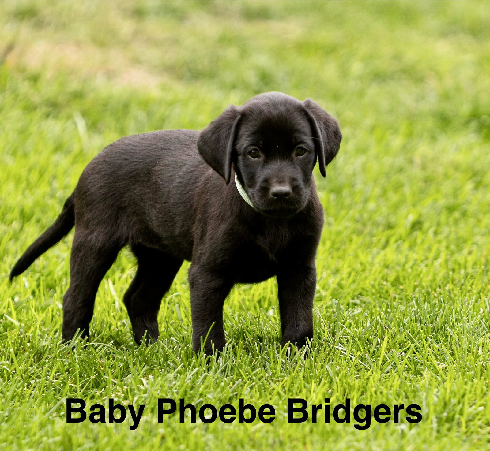 Baby Phoebe Bridgers, Labrador Retriever