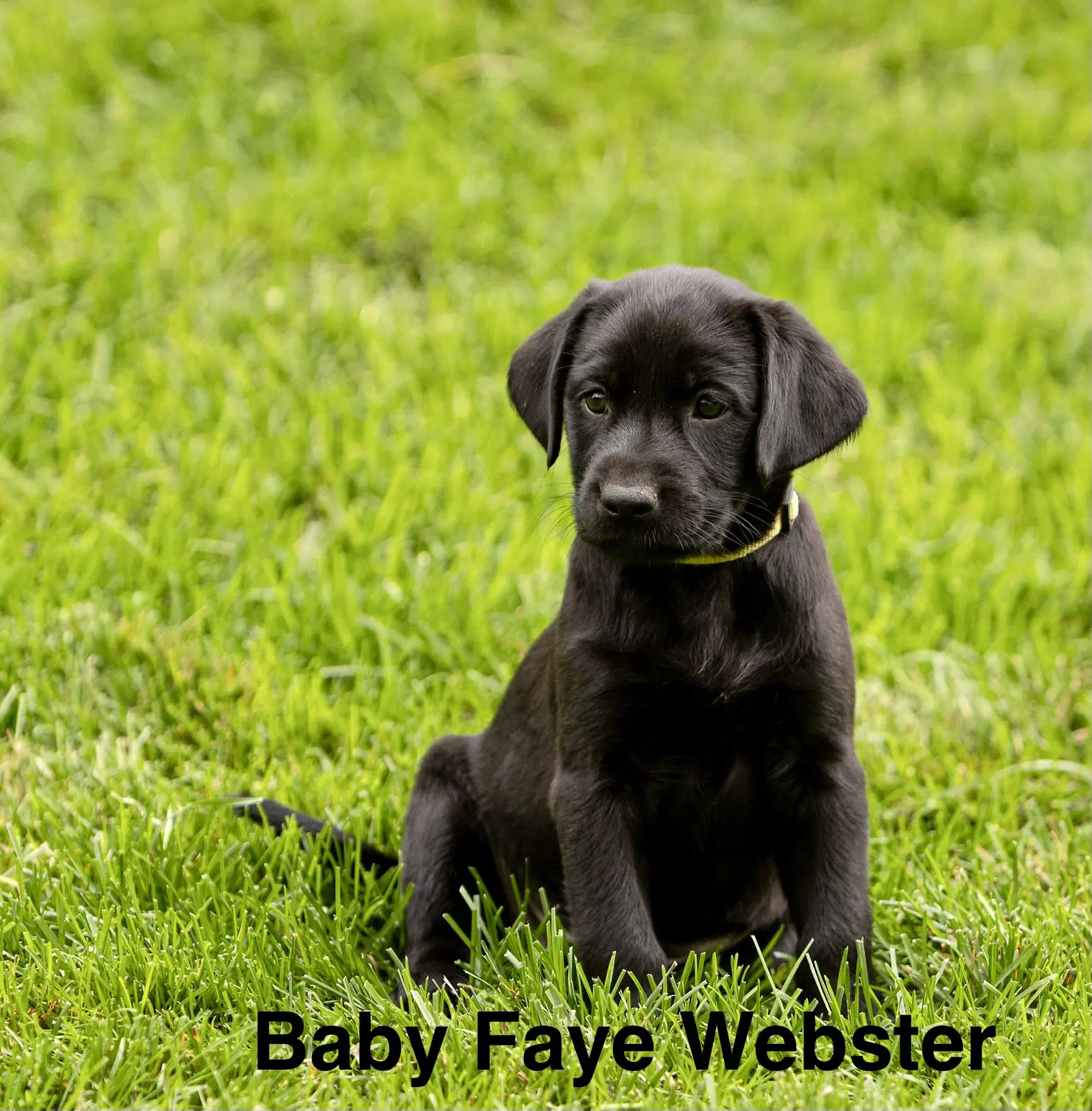 Baby Faye Webster - Labrador Retriever