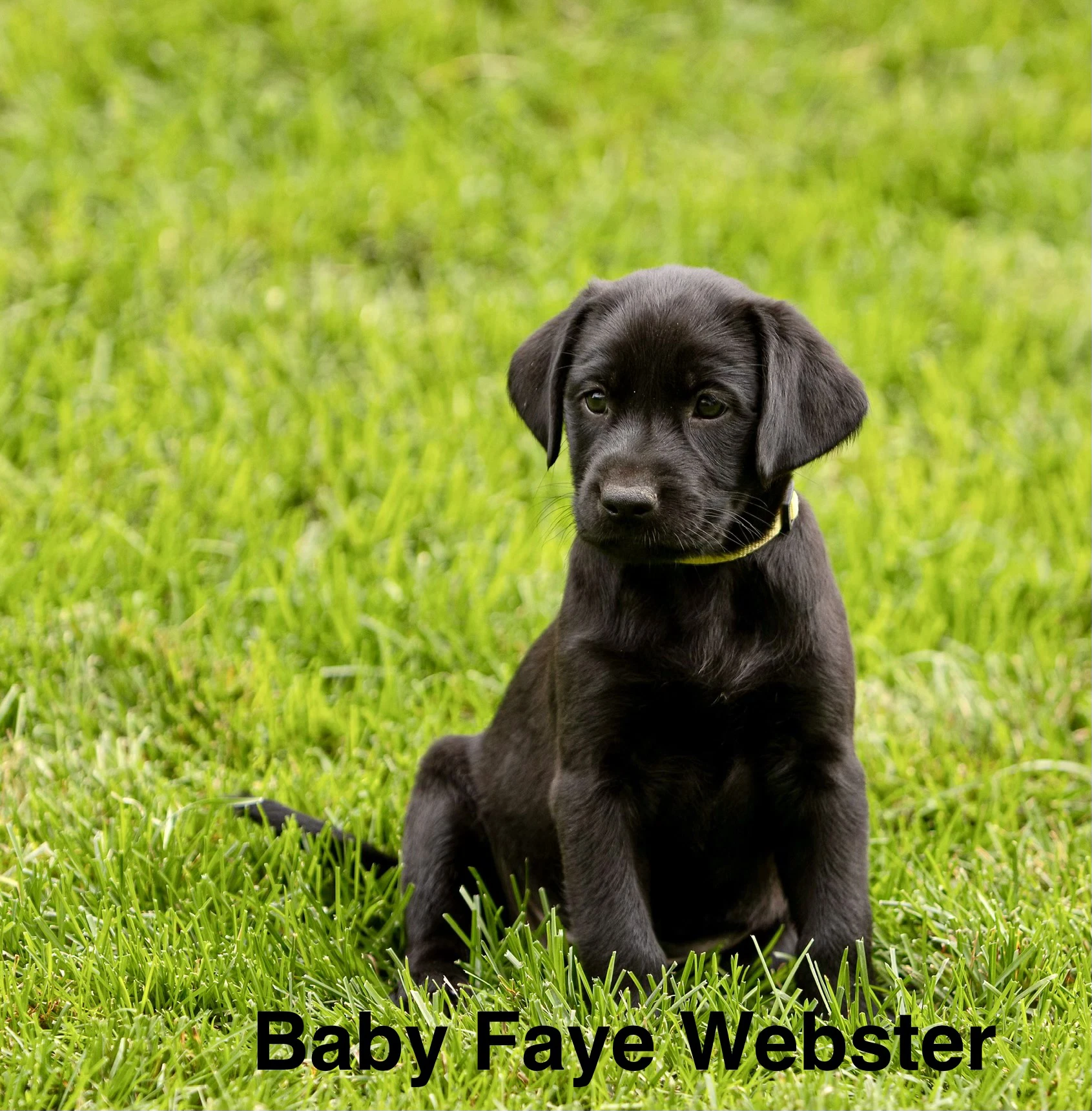 Baby Faye Webster