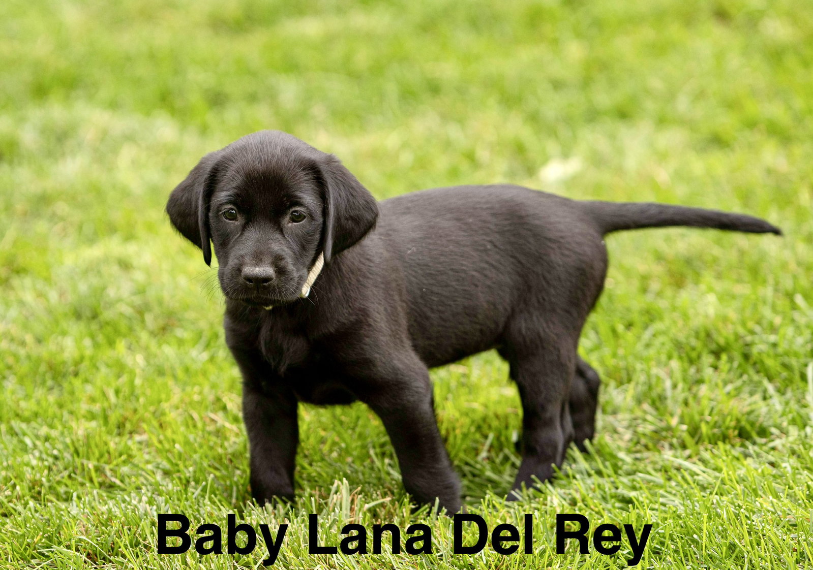 Baby Lana Del Rey, Labrador Retriever