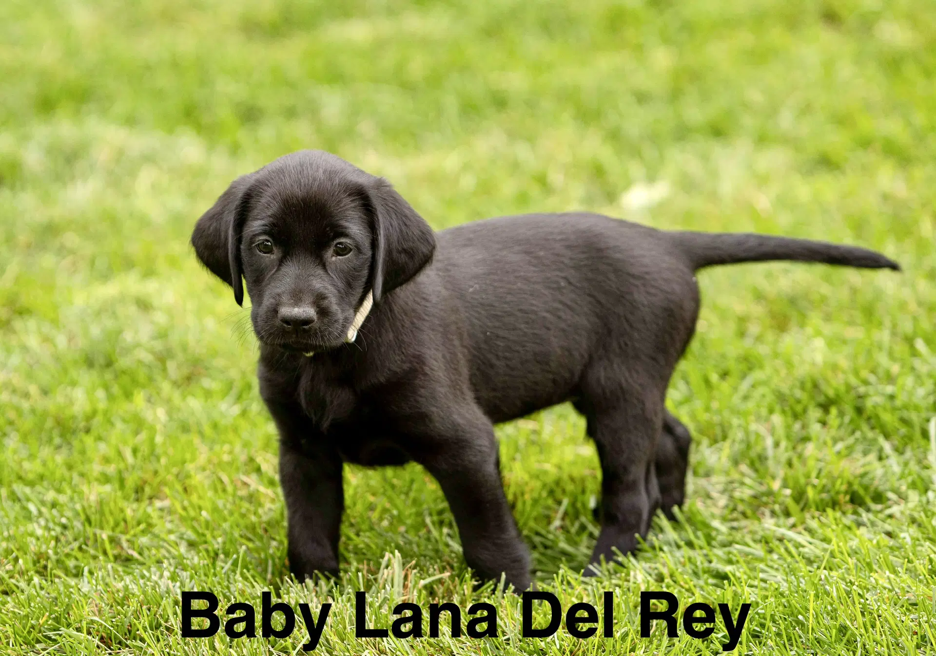 Baby Lana Del Rey - Labrador Retriever