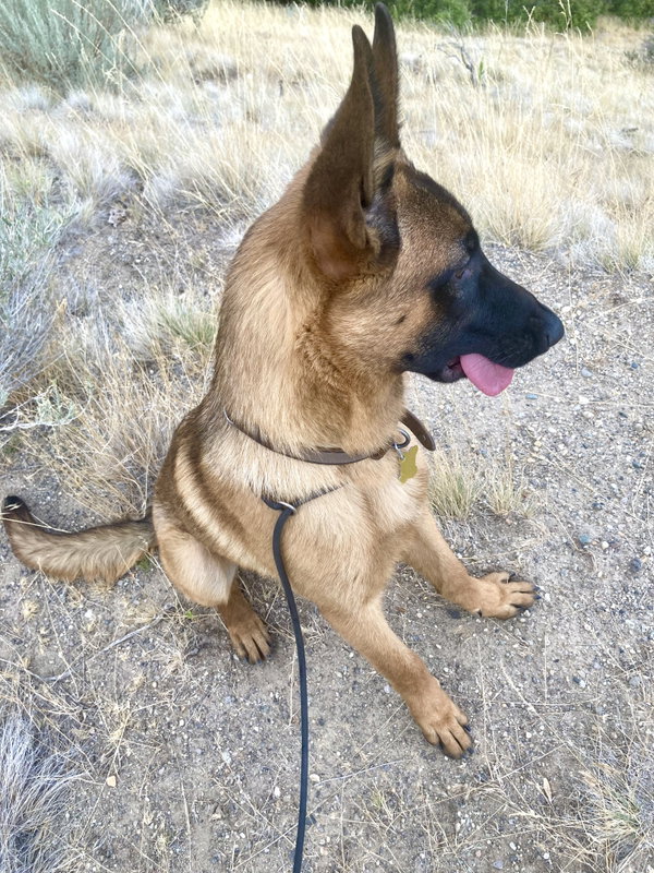 Rex-a-saurus