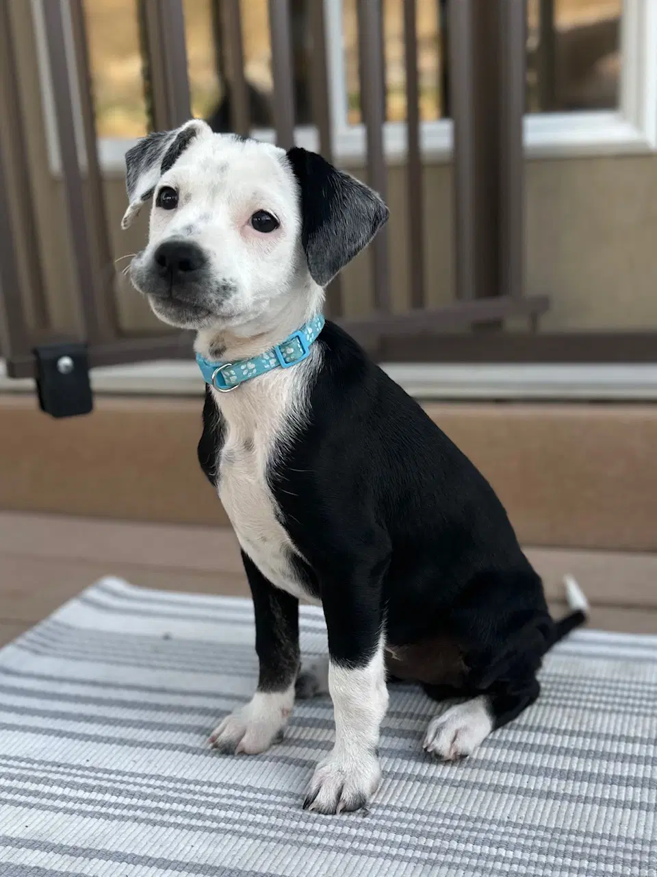 Jin - terrier/cattle dog mix
