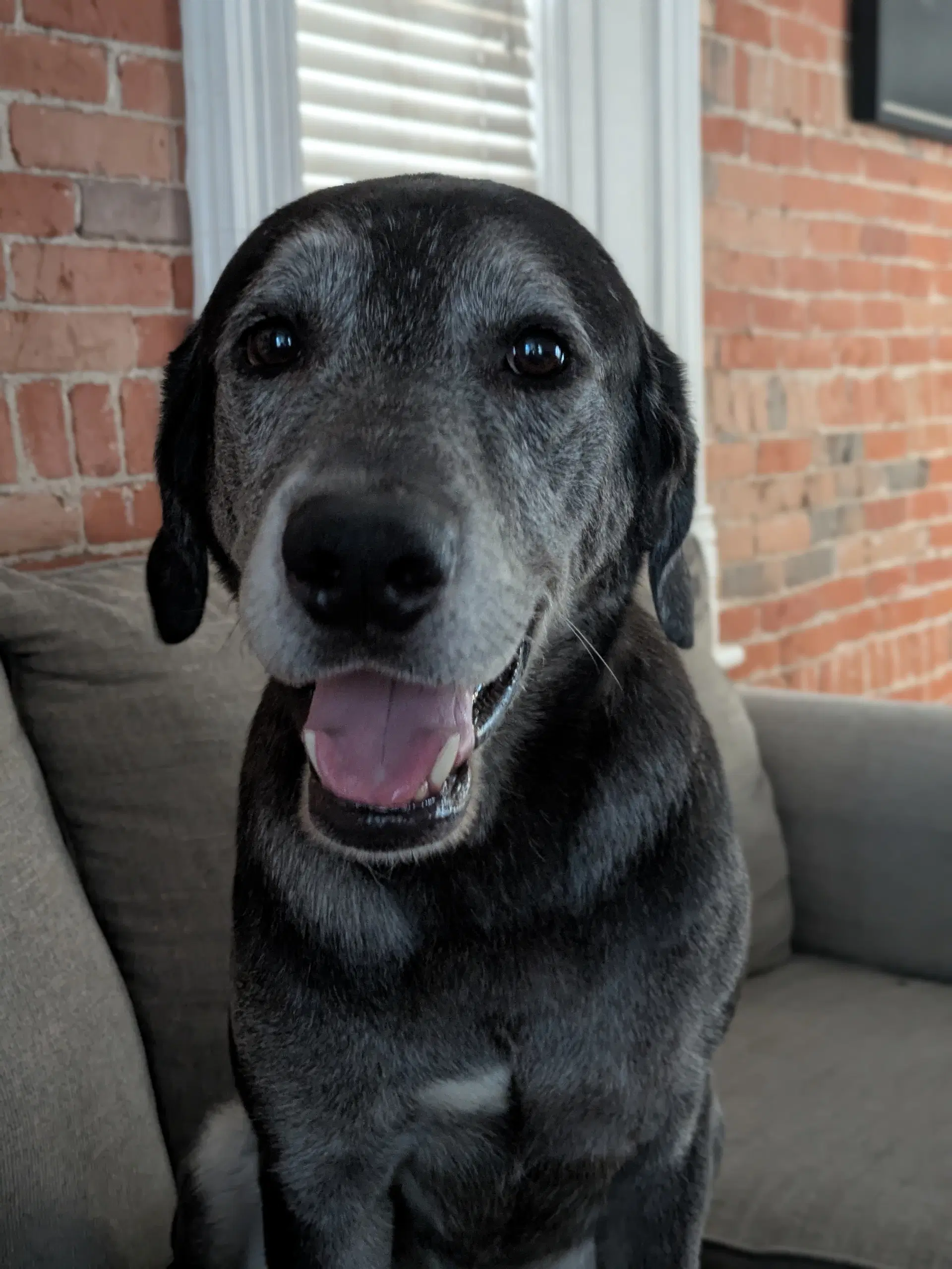 Big Boy Boston - Labrador Retriever
