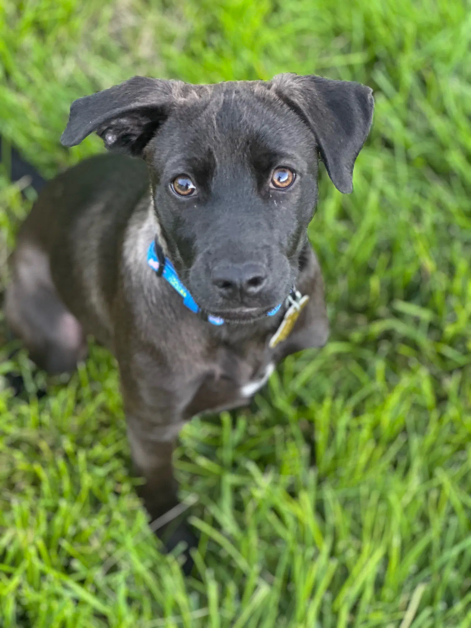 Begs - Labrador Retriever