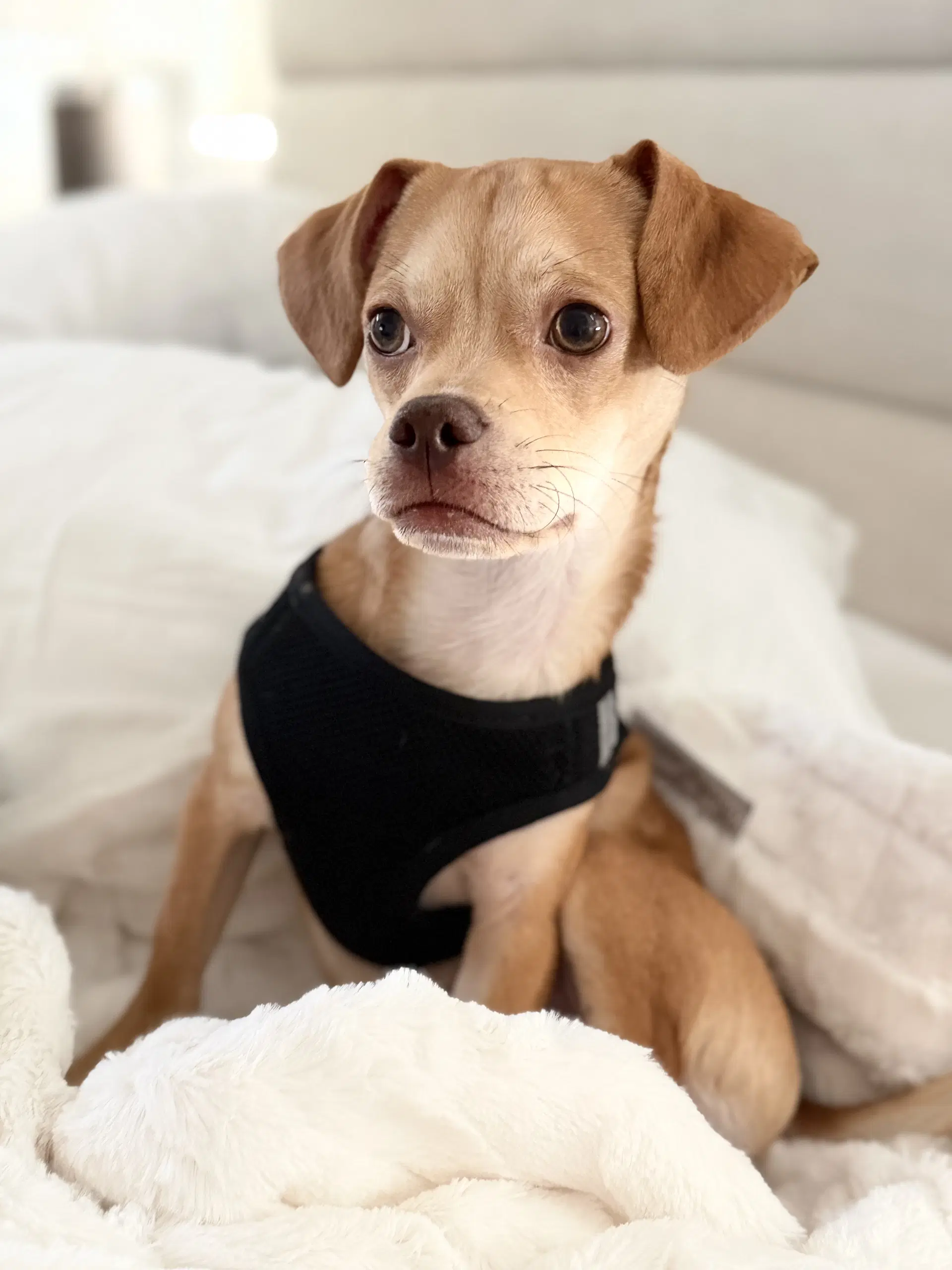 Fish Stix - Chihuahua