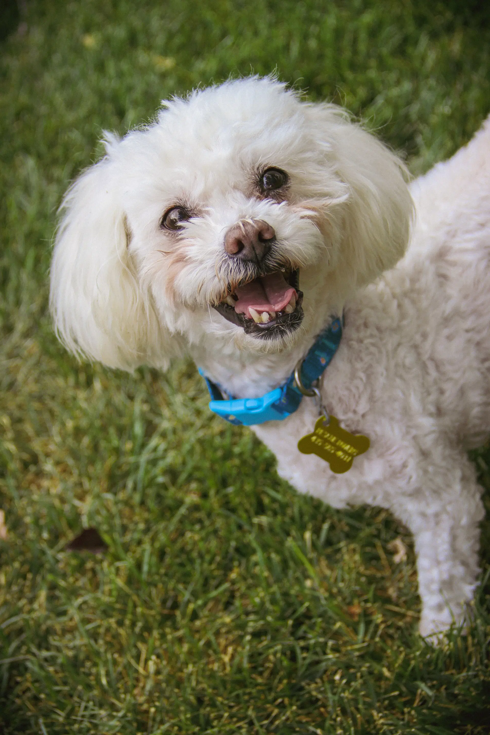 Miss Mims - Poodle (Miniature)