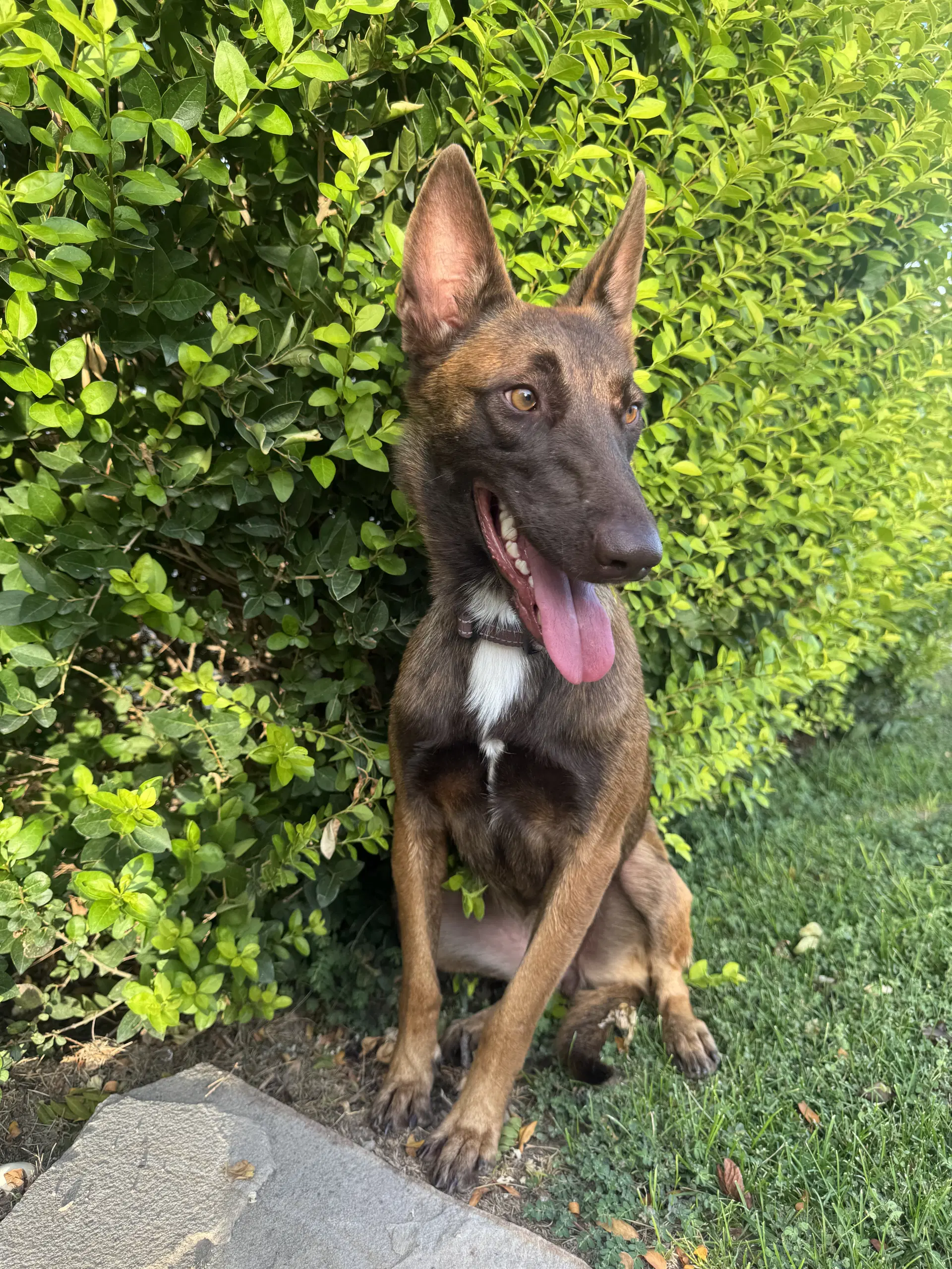 Estreya - Belgian Shepherd Malinois