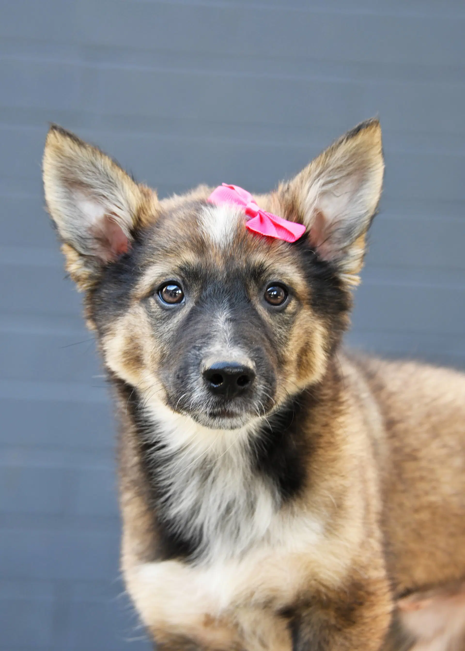 Ayla Cali - Australian Cattle Dog/Blue Heeler