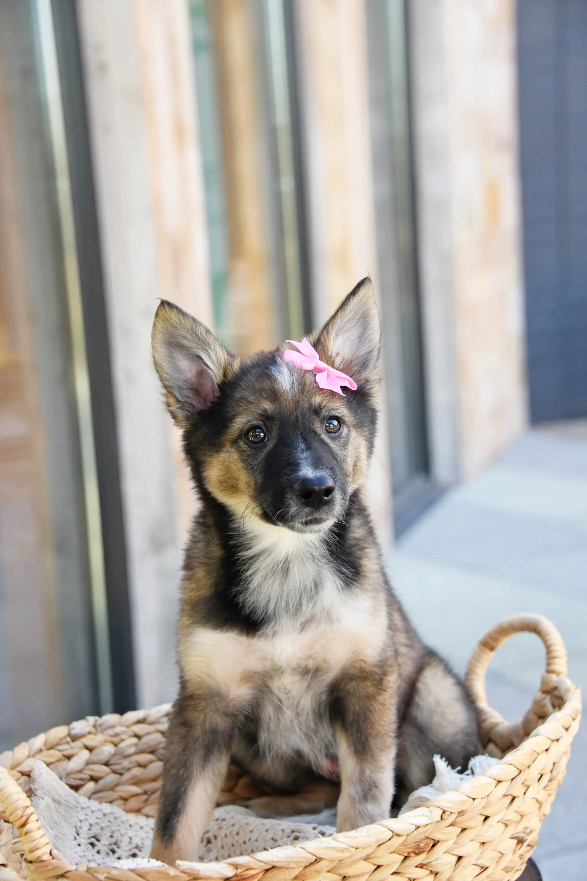 Ayla Cali image 3