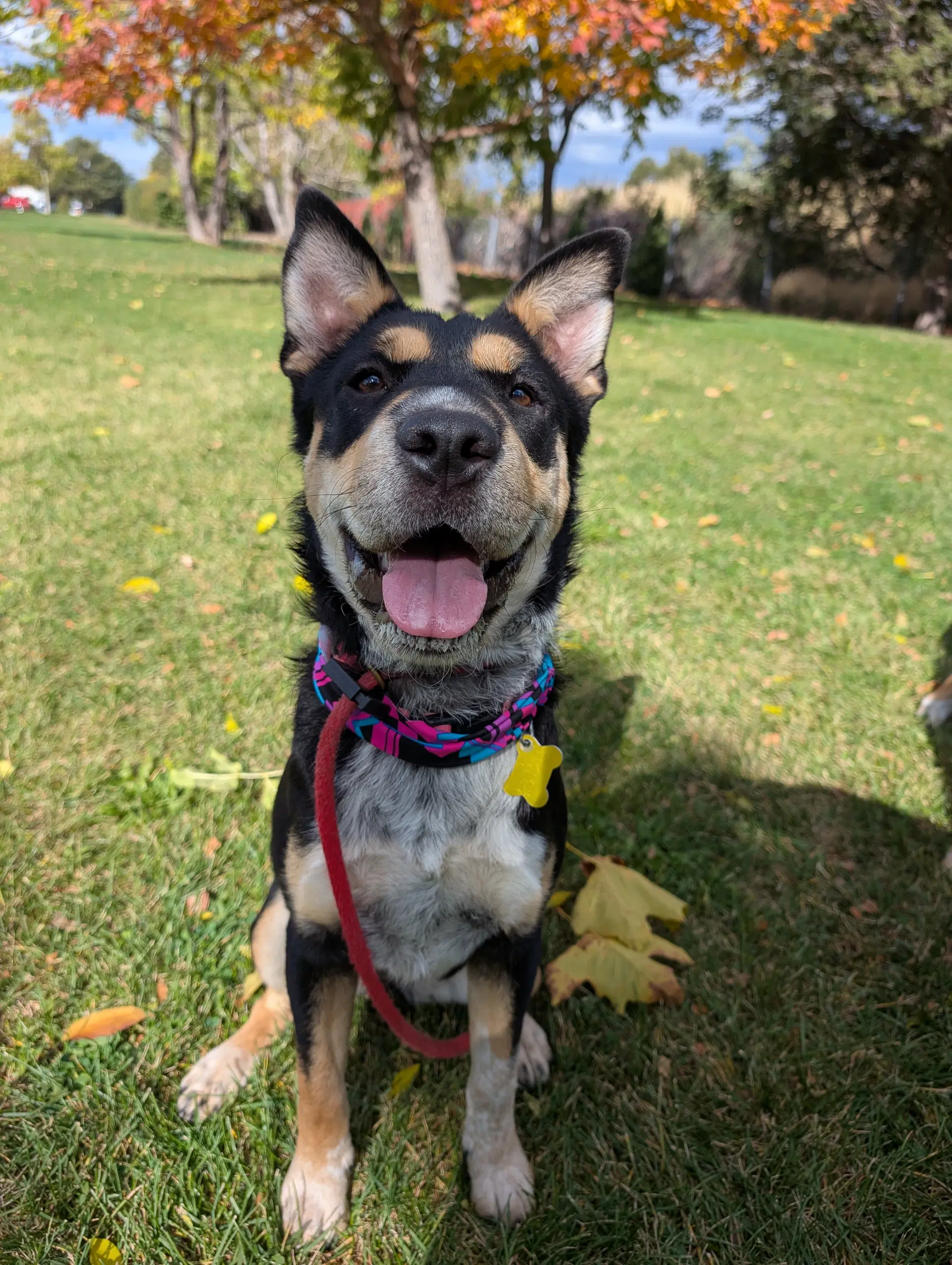 Accona - Shar Pei