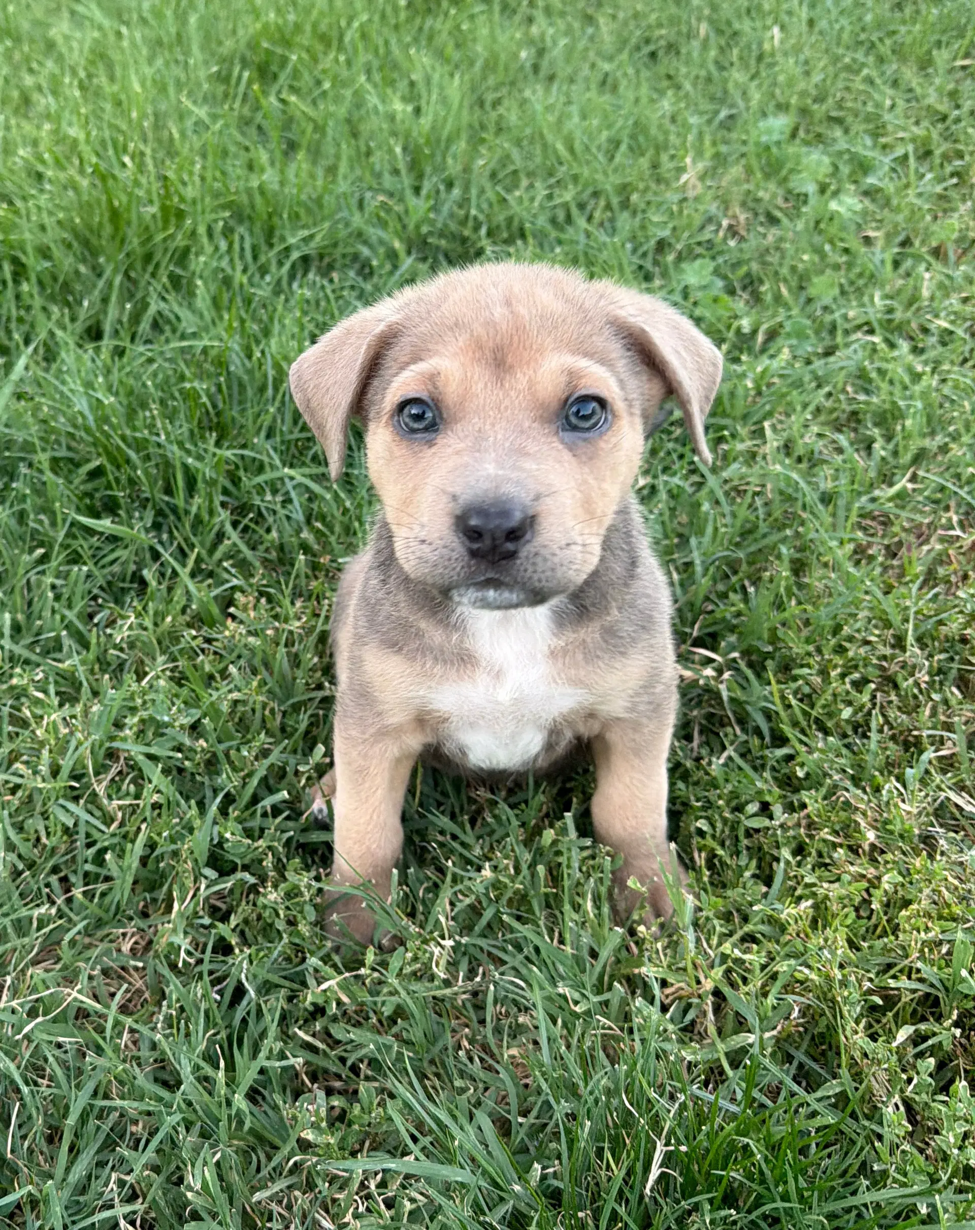 Angelica Pickles - Labrador Retriever
