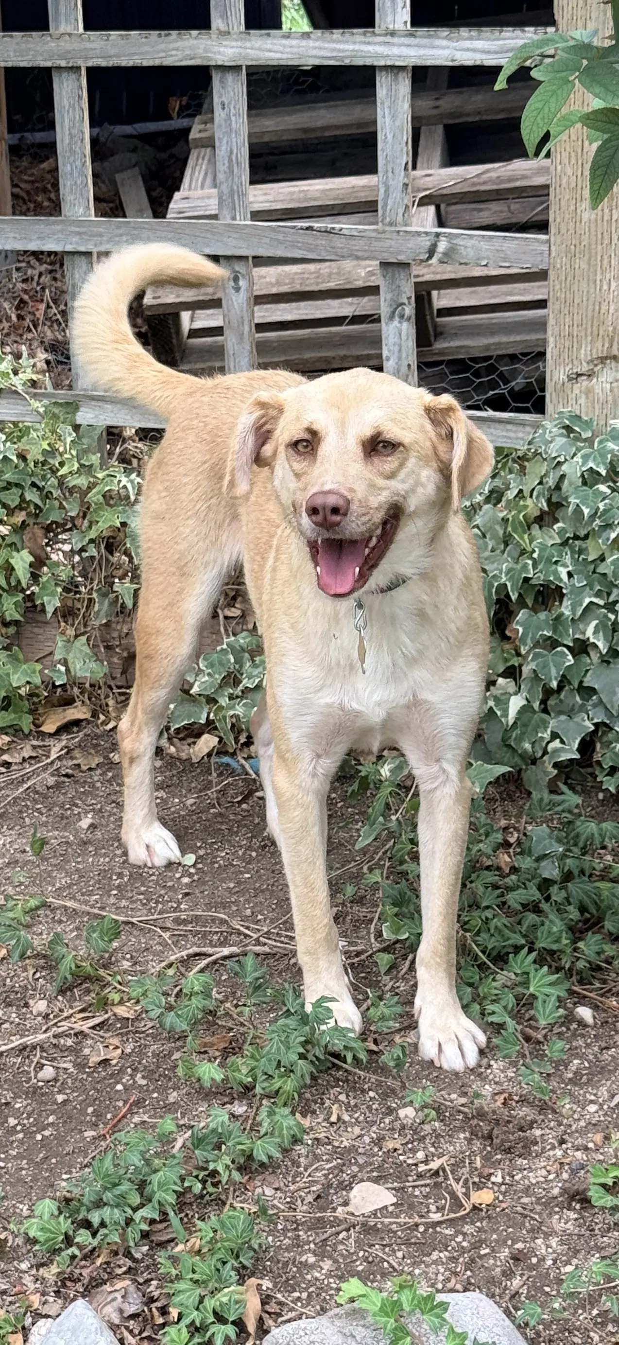 Baby Blondie - Labrador Retriever