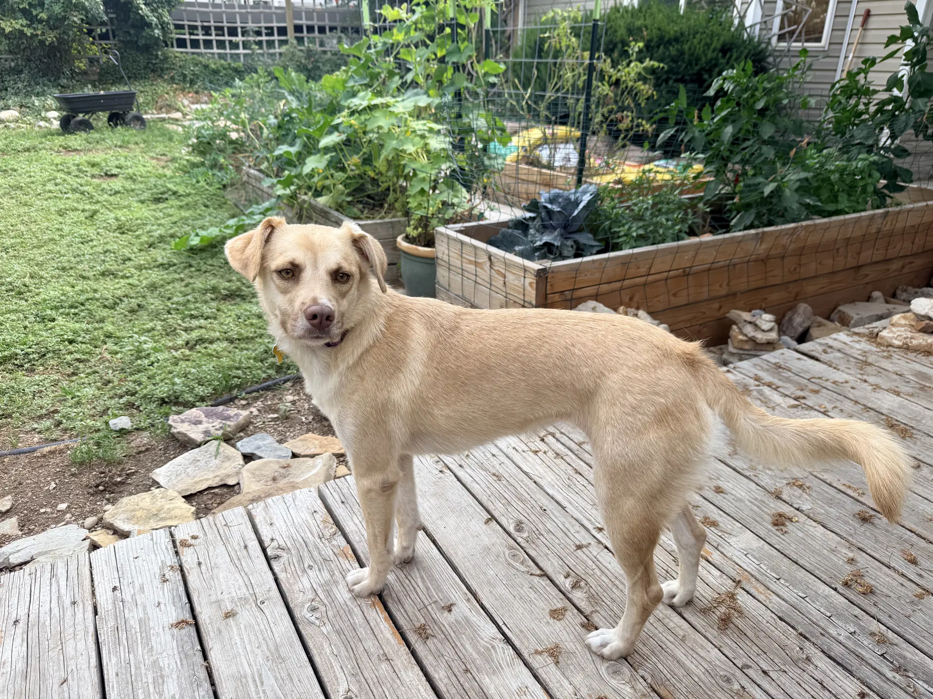 Baby Blondie image 2