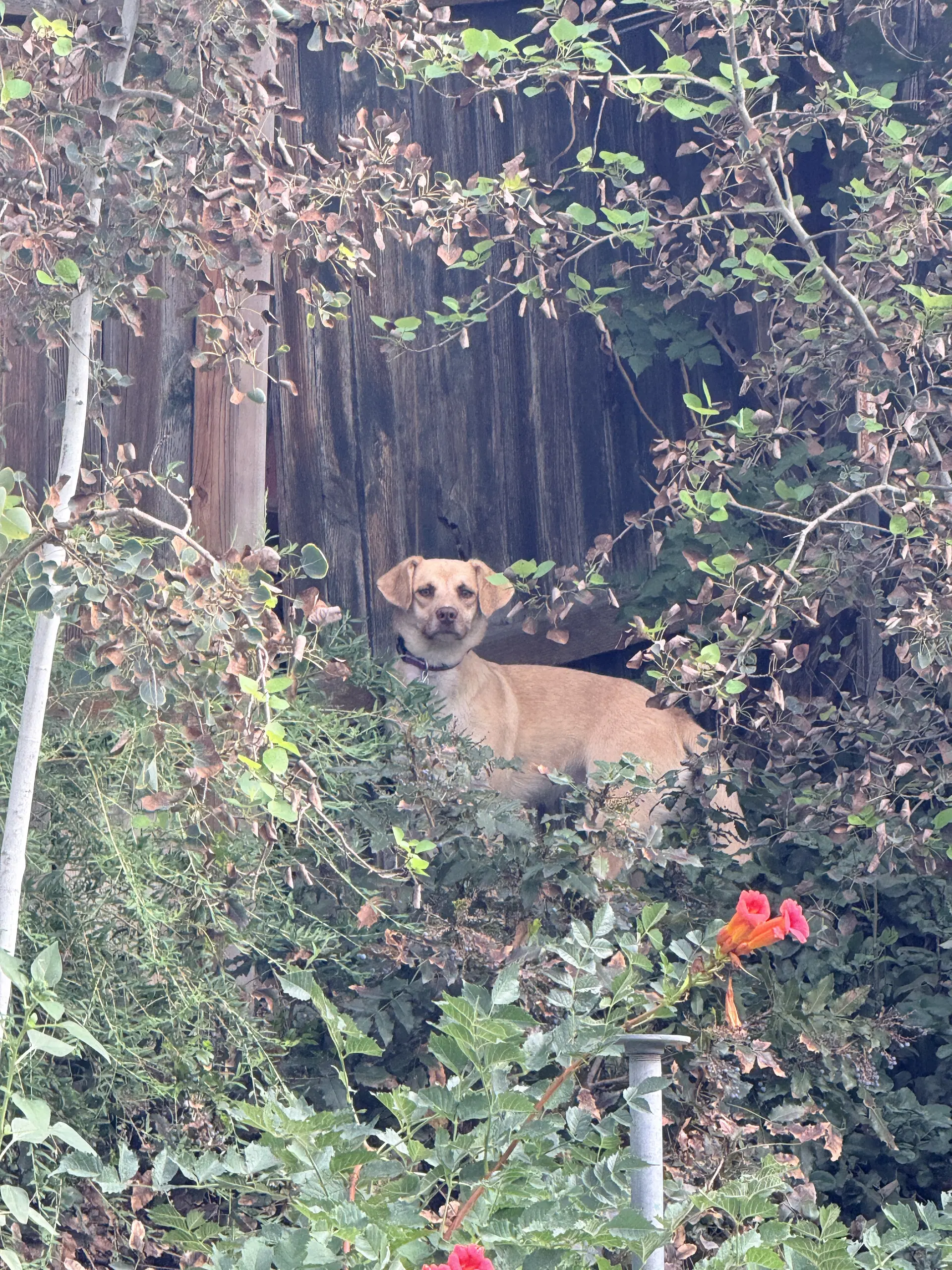 Baby Blondie image 4