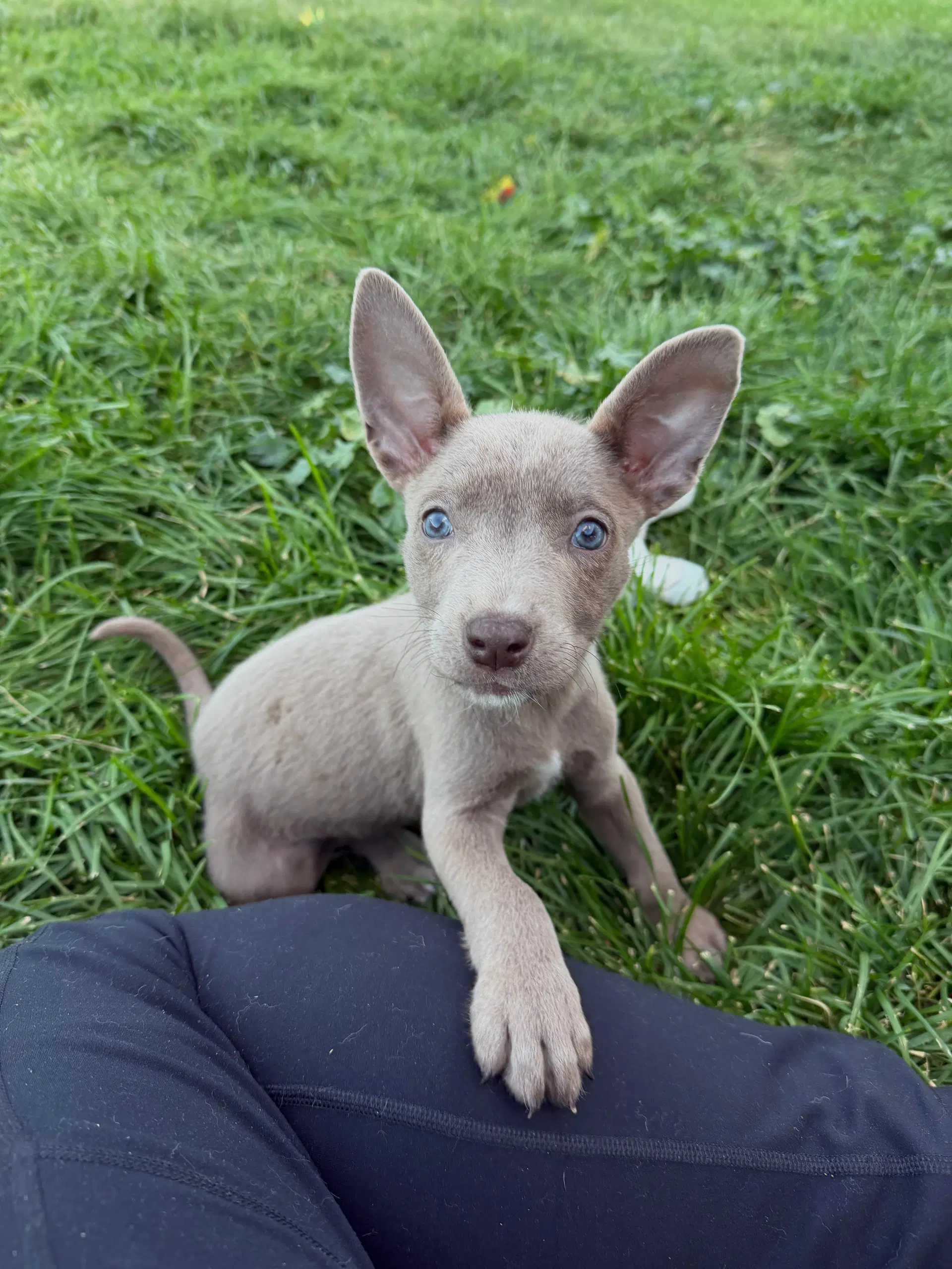 Susie Carmichael - Labrador Retriever