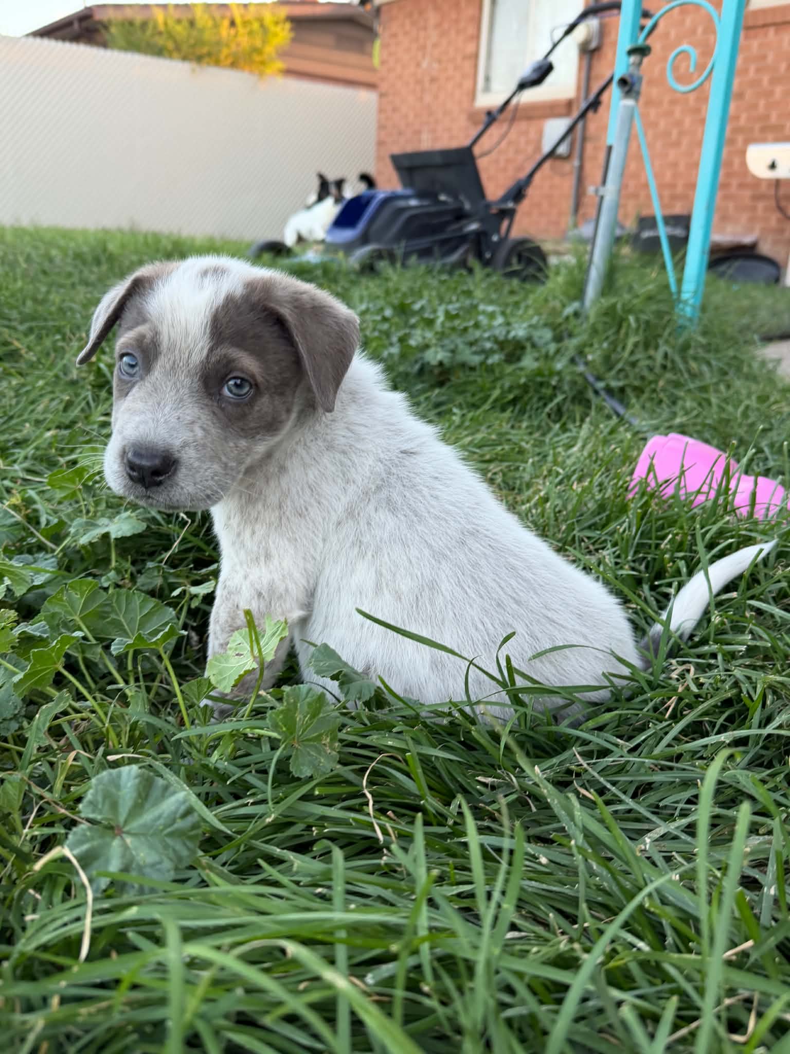 Tommy Pickles - Labrador Retriever