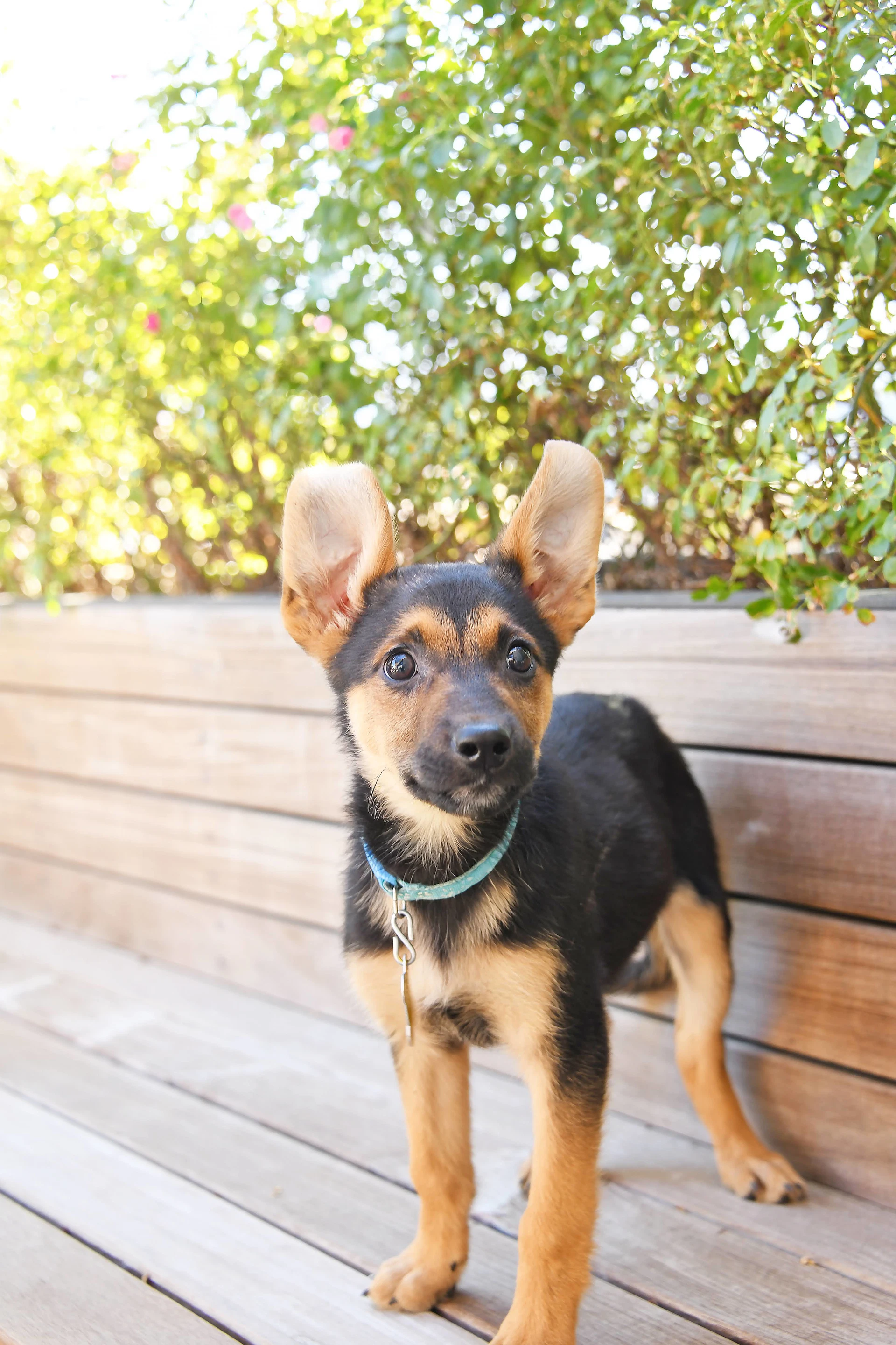 Everest Ears