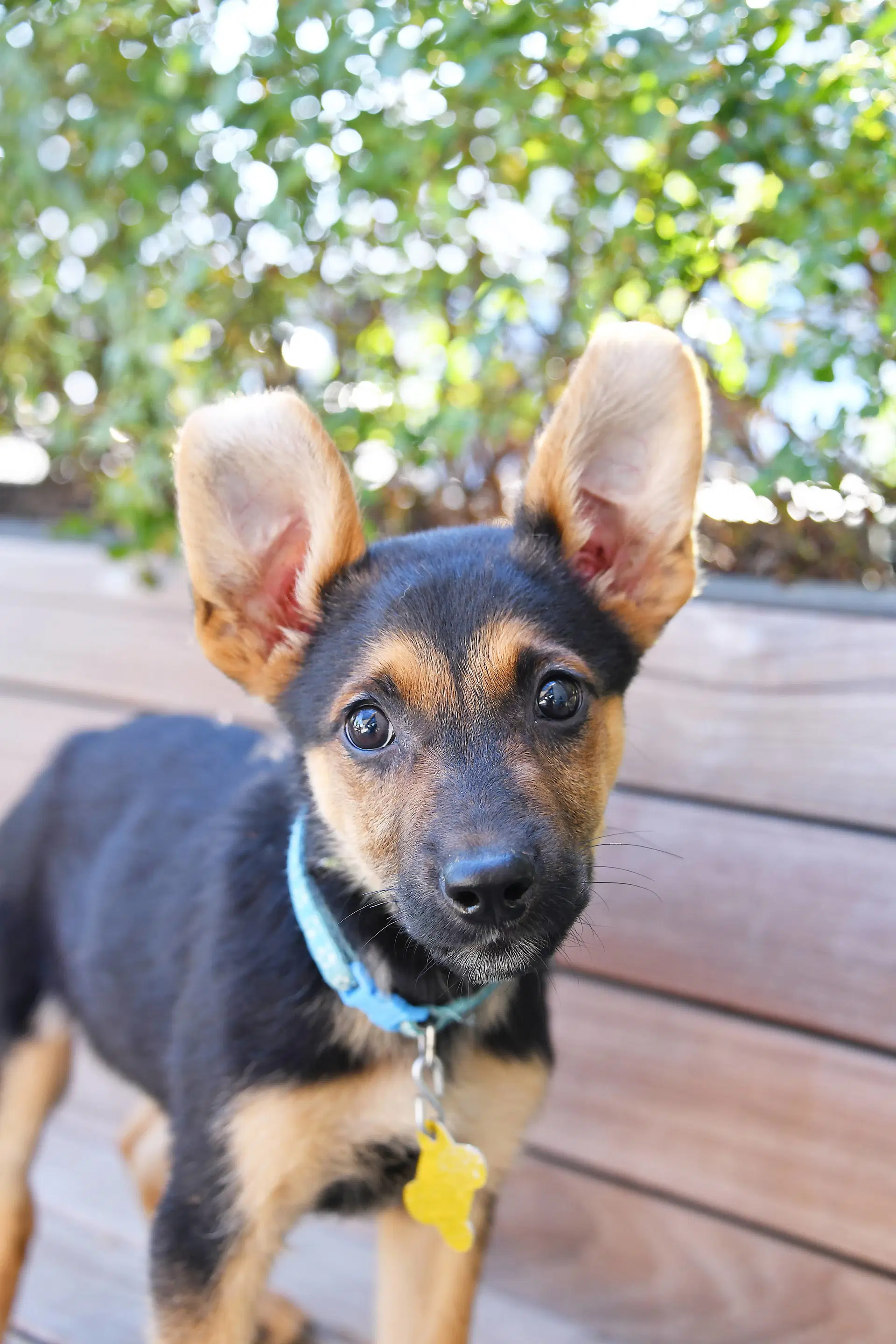 Everest Ears image 2
