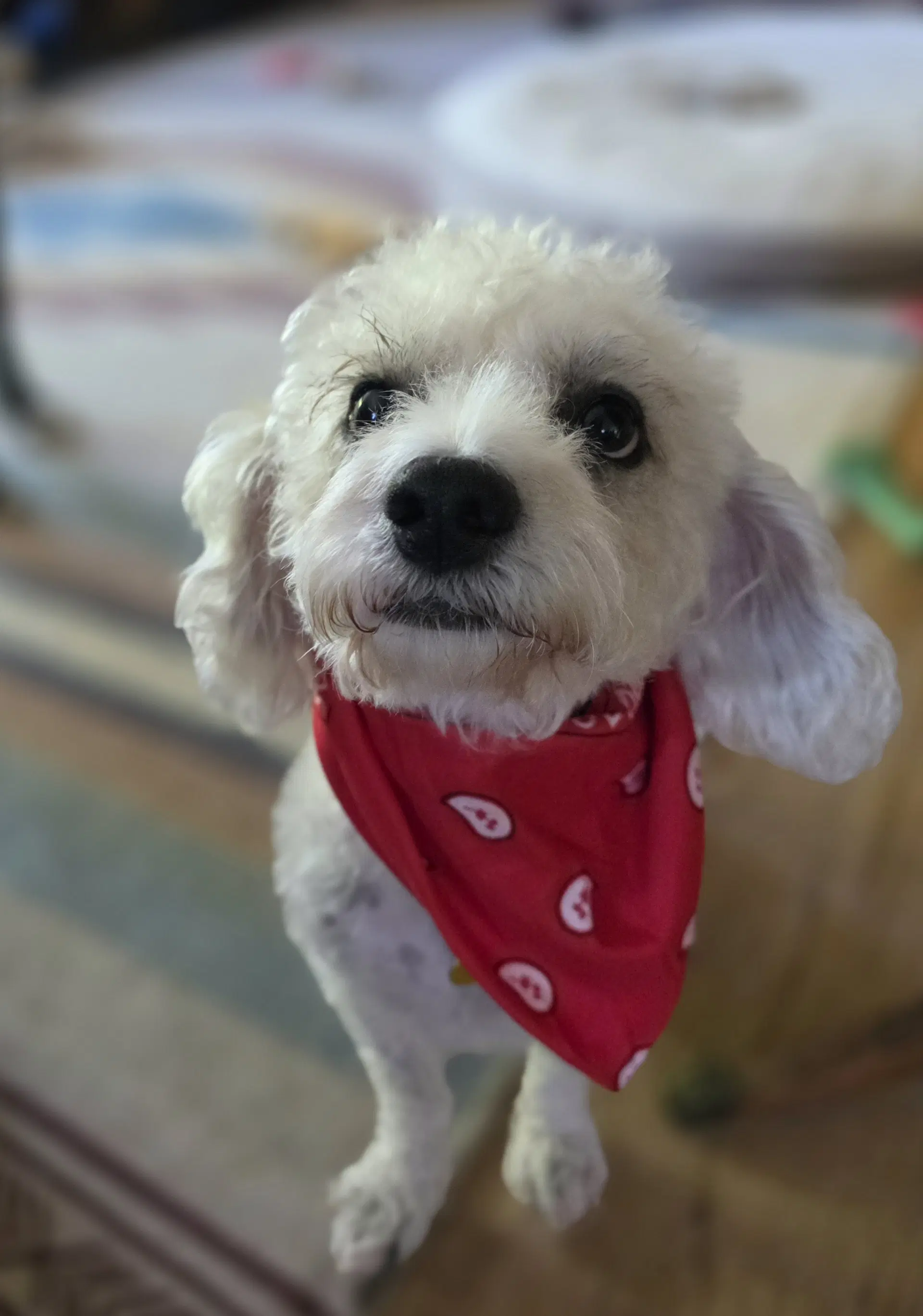 Arturo Sol - Poodle (unknown type)