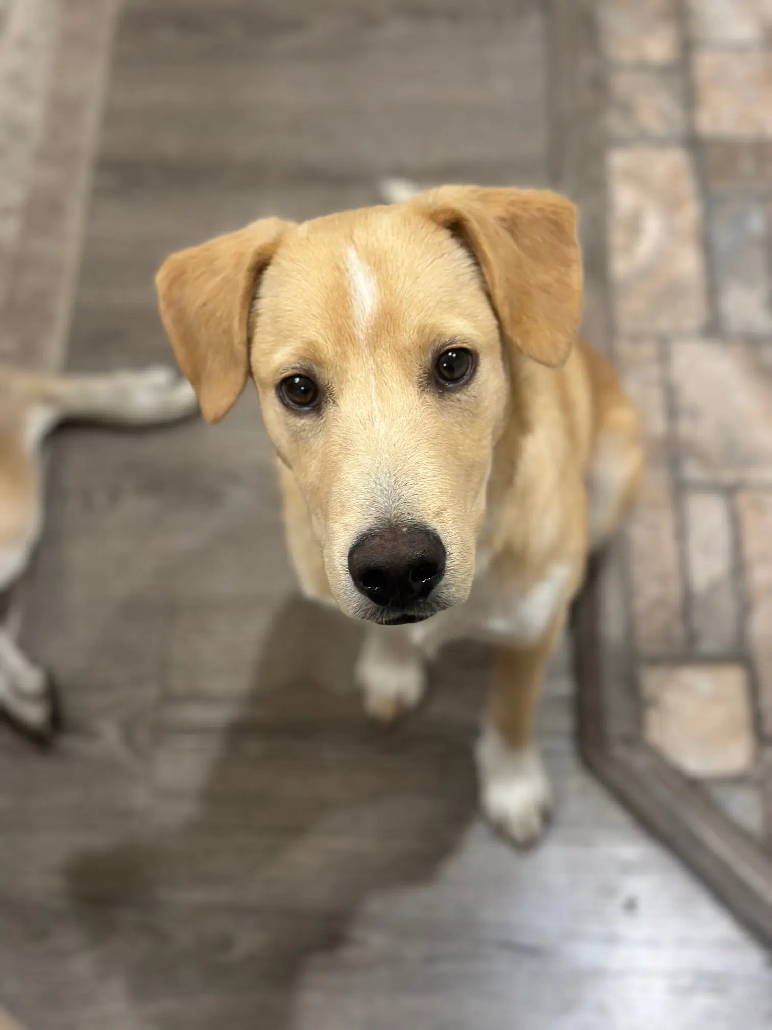 Packs - Labrador Retriever