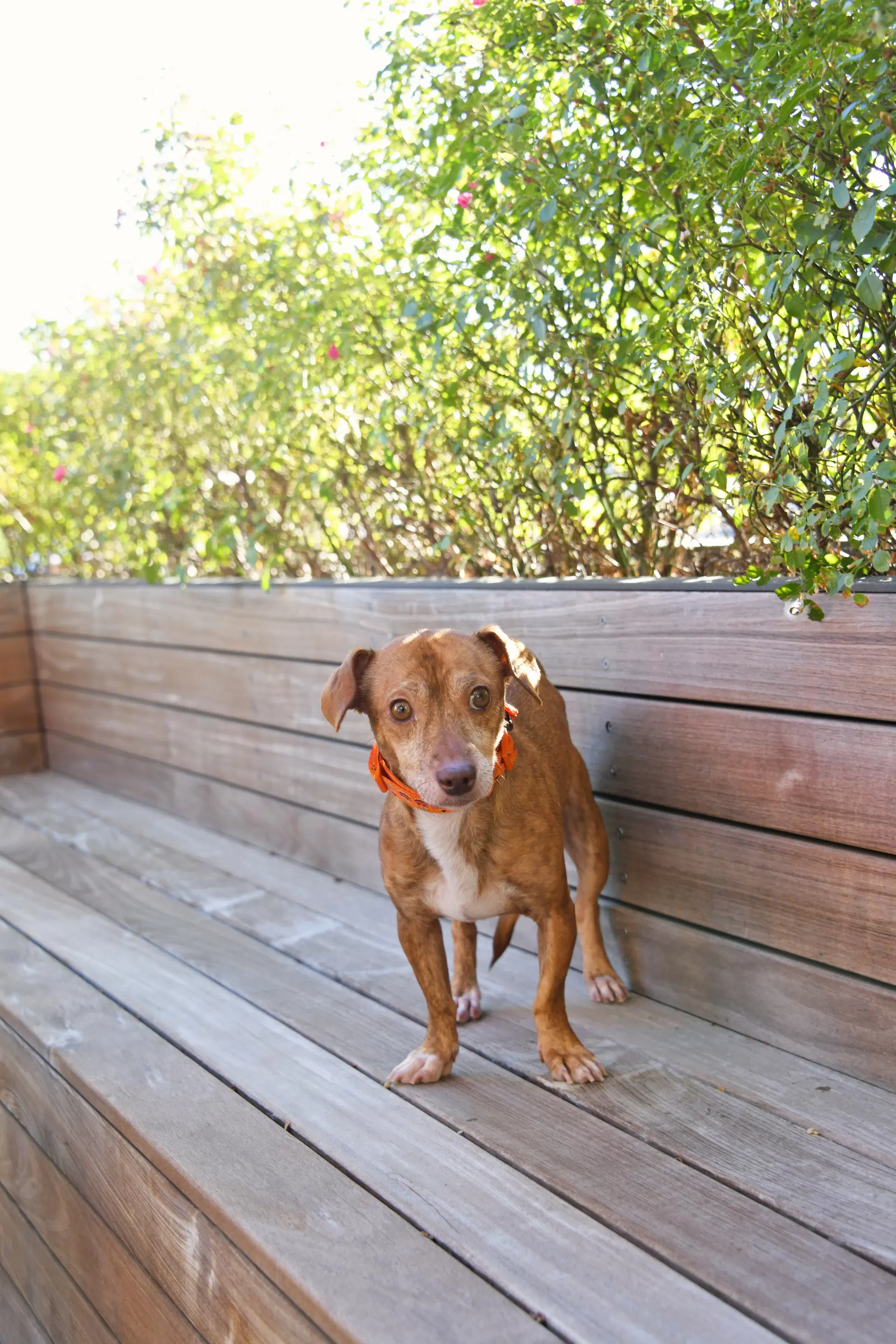 Rhen - Dachshund