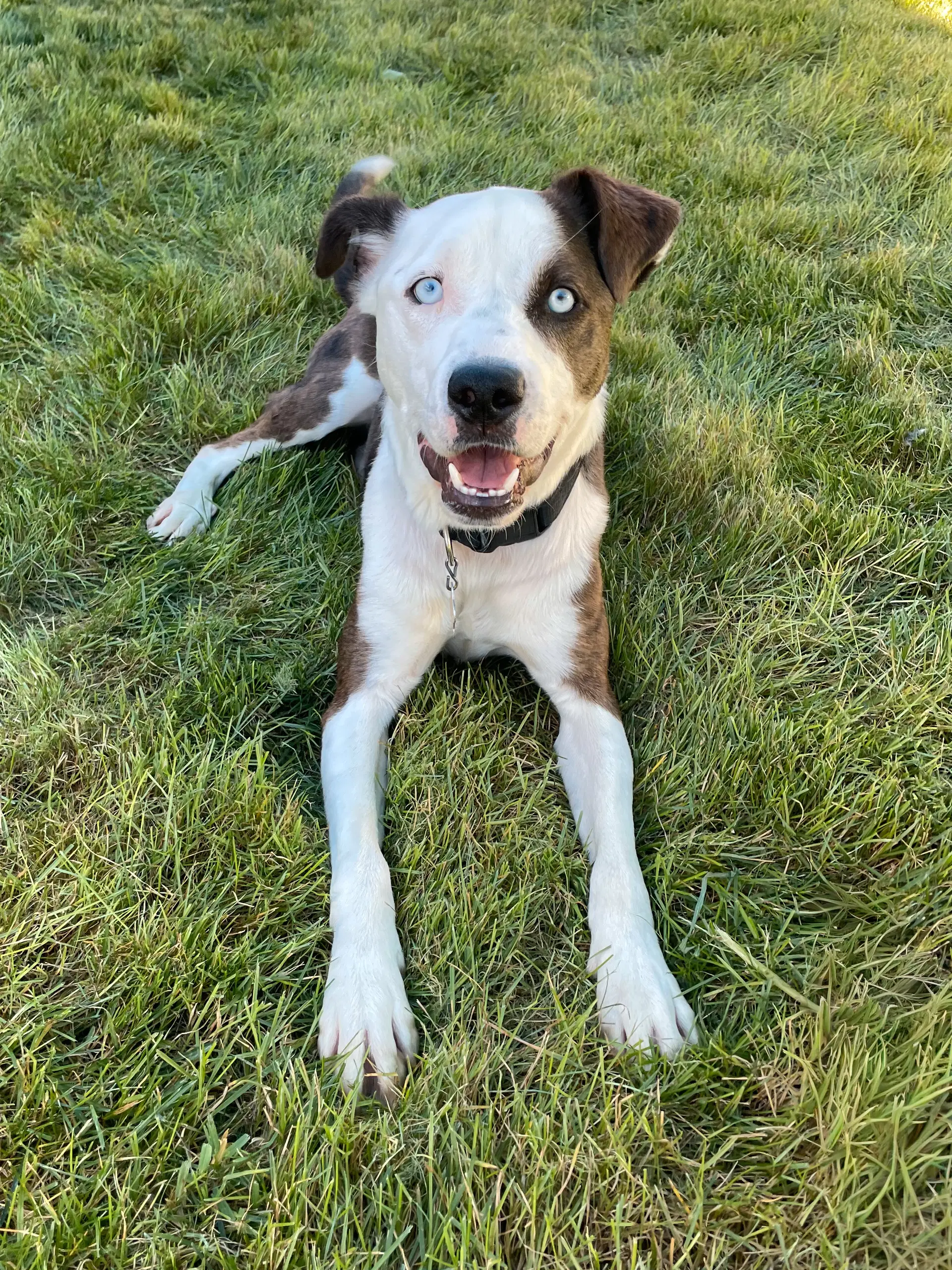 Romulus - Cattle Dog