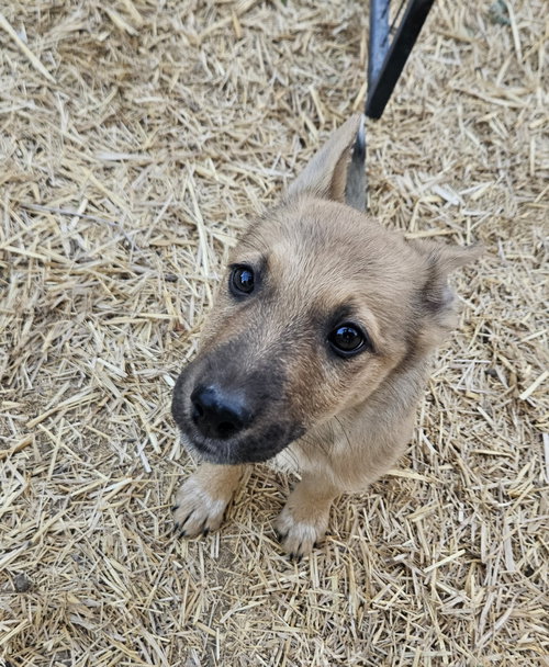 Cini, a dog for adoption from Rescue Rovers Dog Adoptions