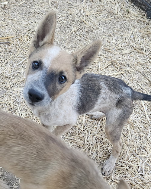 Sgetti, a dog for adoption from Rescue Rovers Dog Adoptions