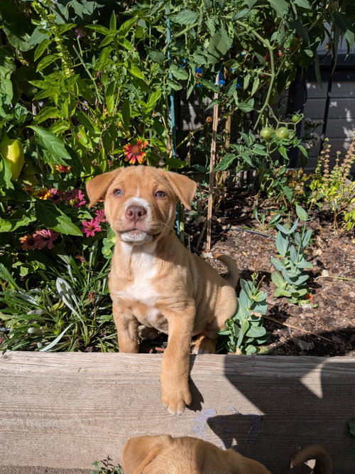 Dana Scully, a dog for adoption from Rescue Rovers Dog Adoptions
