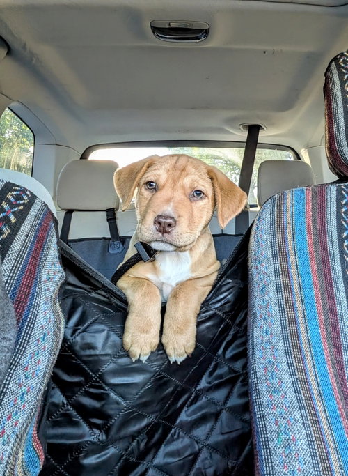 Fox Mulder, a dog for adoption from Rescue Rovers Dog Adoptions