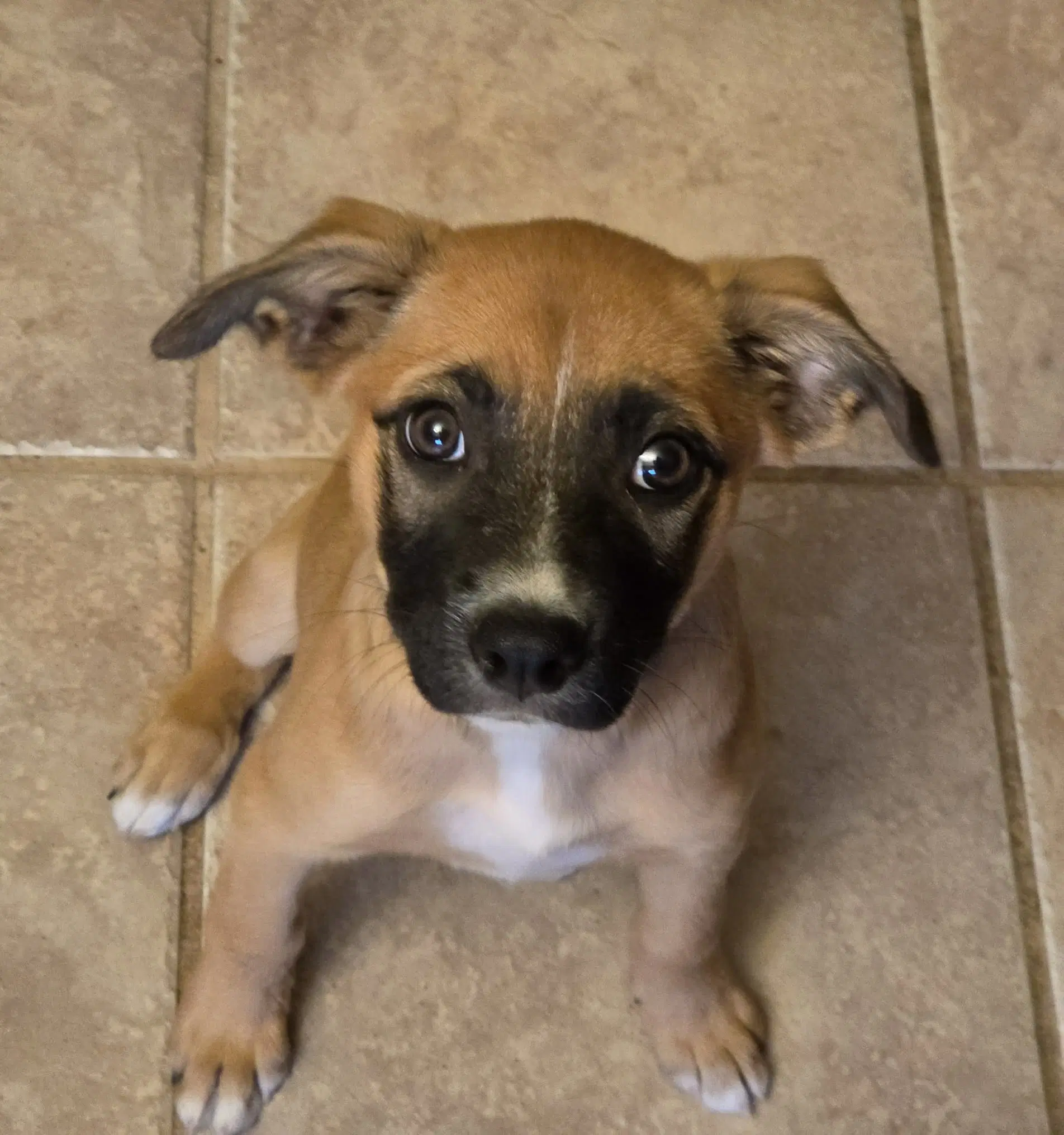 Drue - Cattle Dog