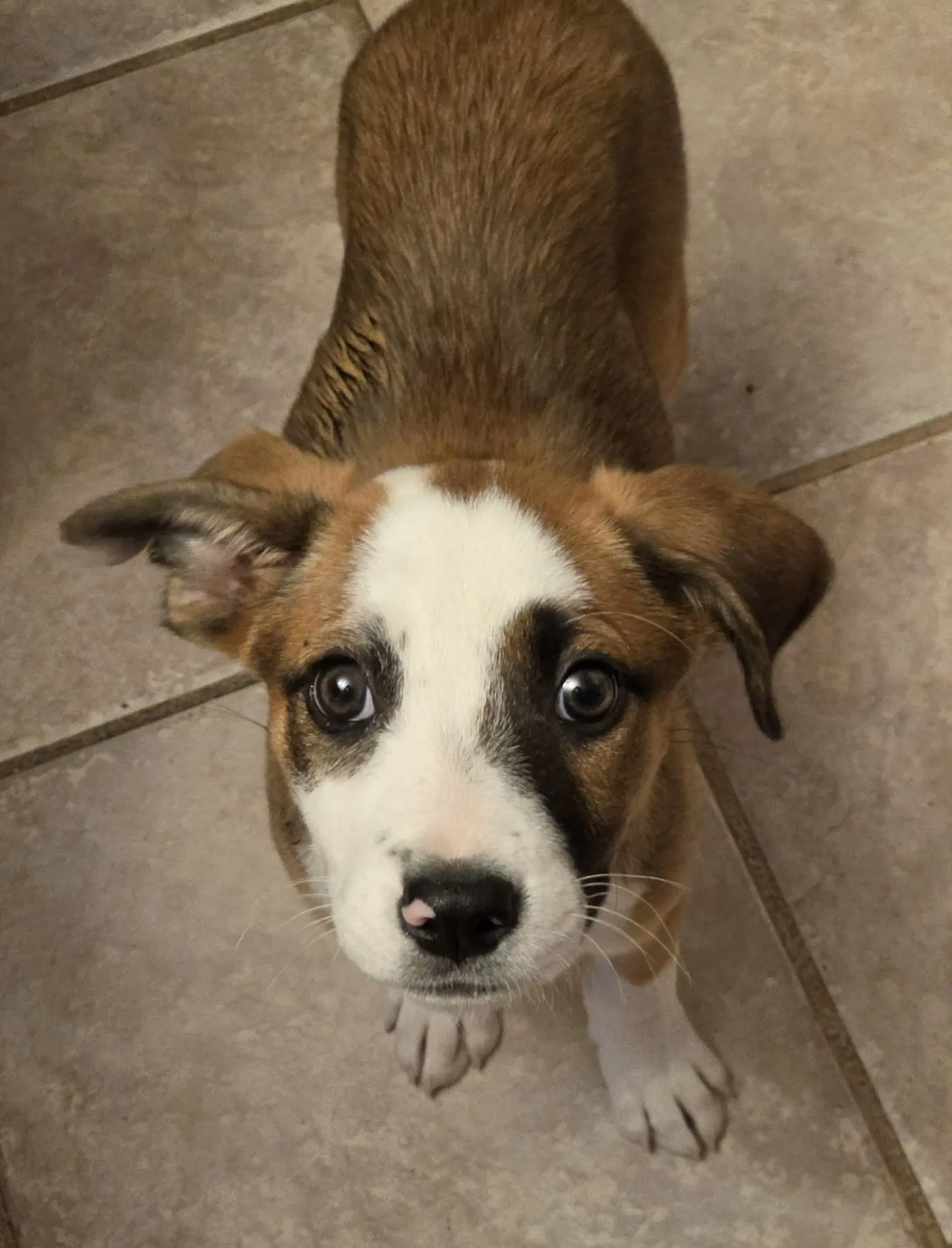 Hollynd - Cattle Dog