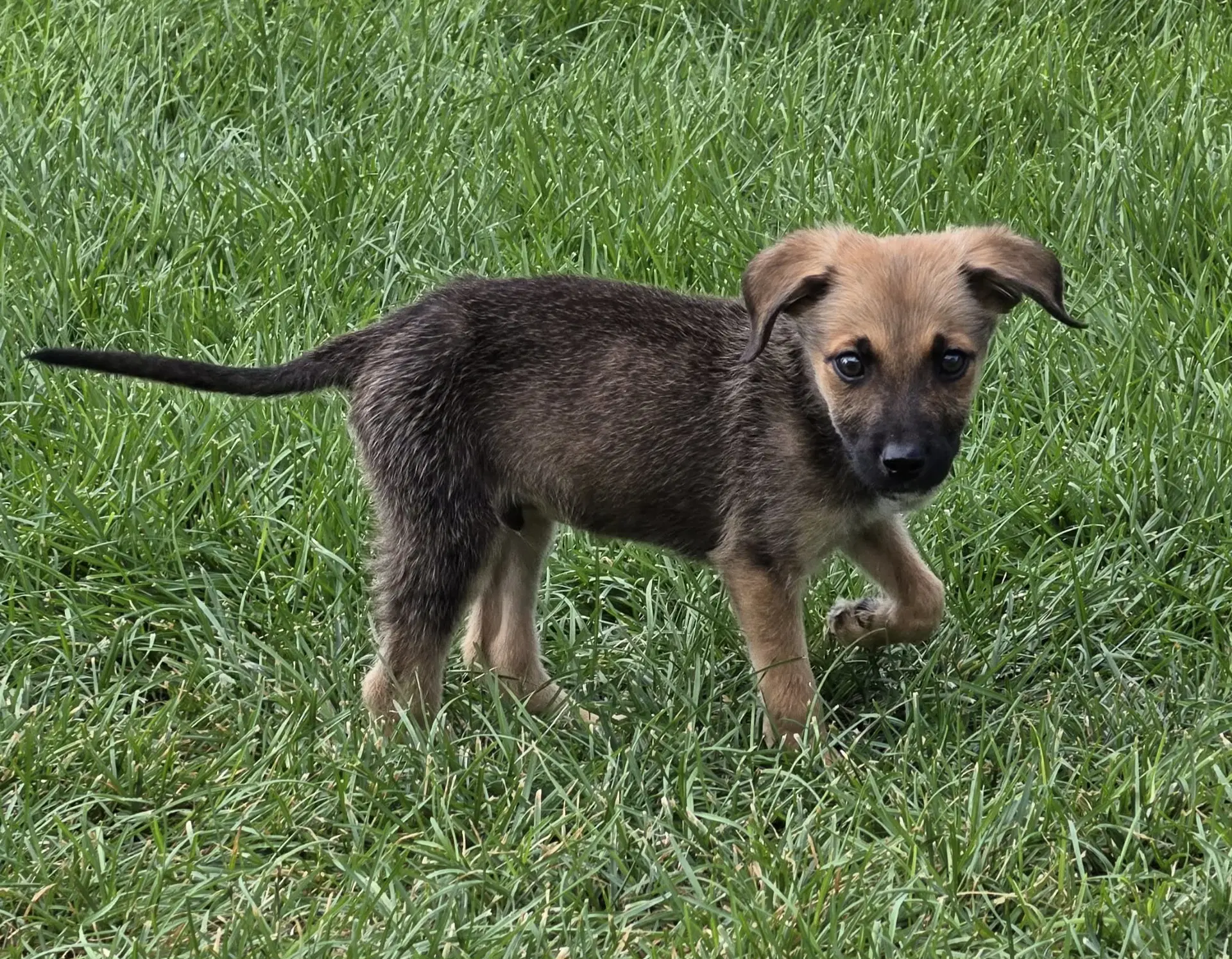 Tobee Mcguire - Cattle Dog