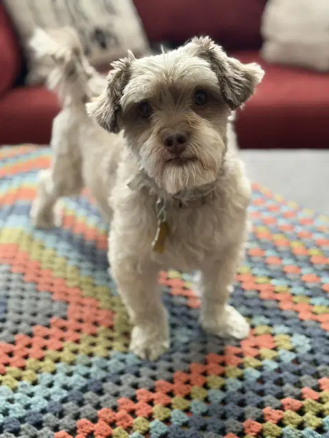 Nellsen - Terrier