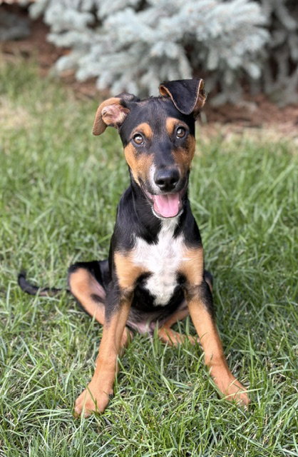 AJ, a dog for adoption from Rescue Rovers Dog Adoptions