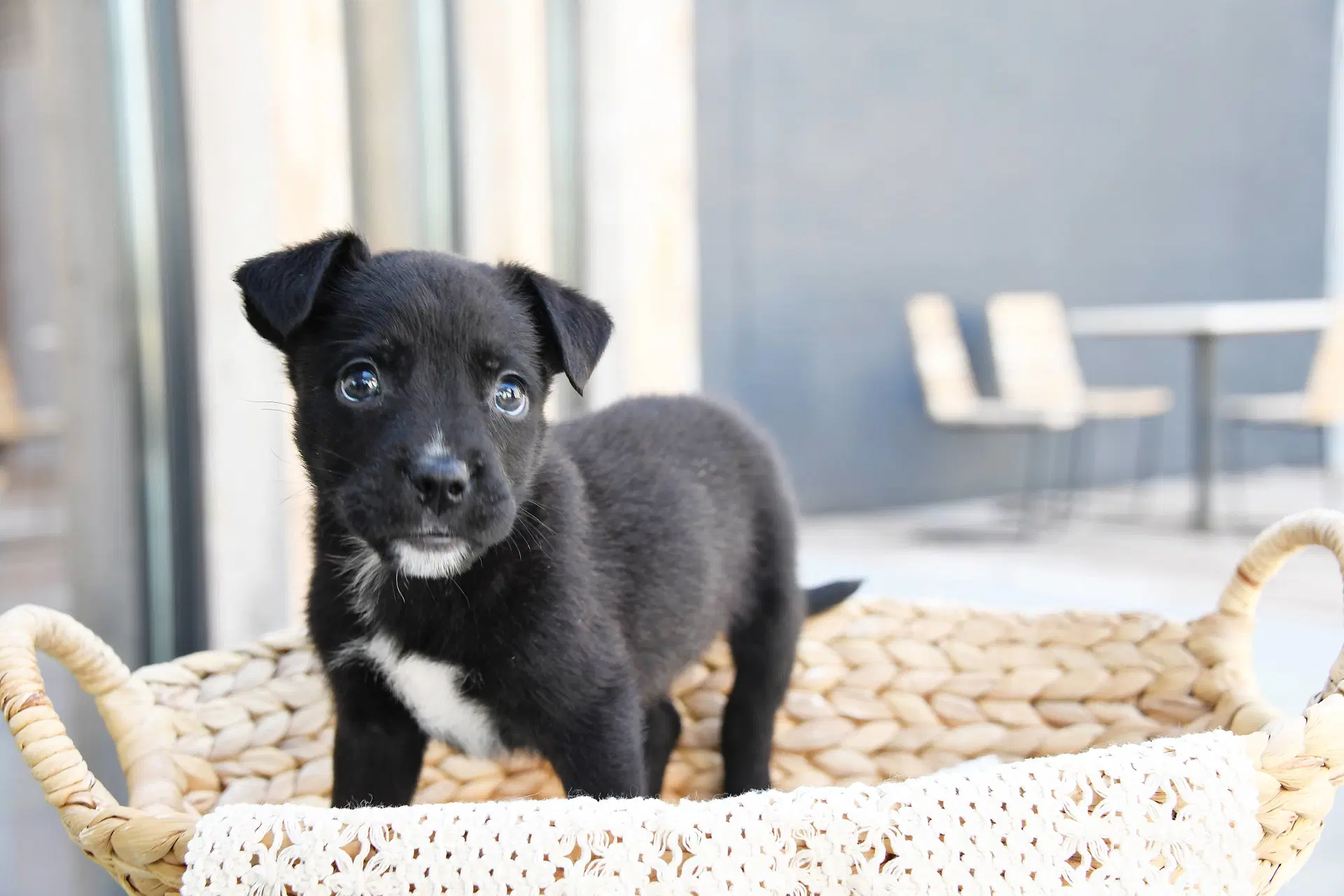 Larry Daley - Labrador Retriever