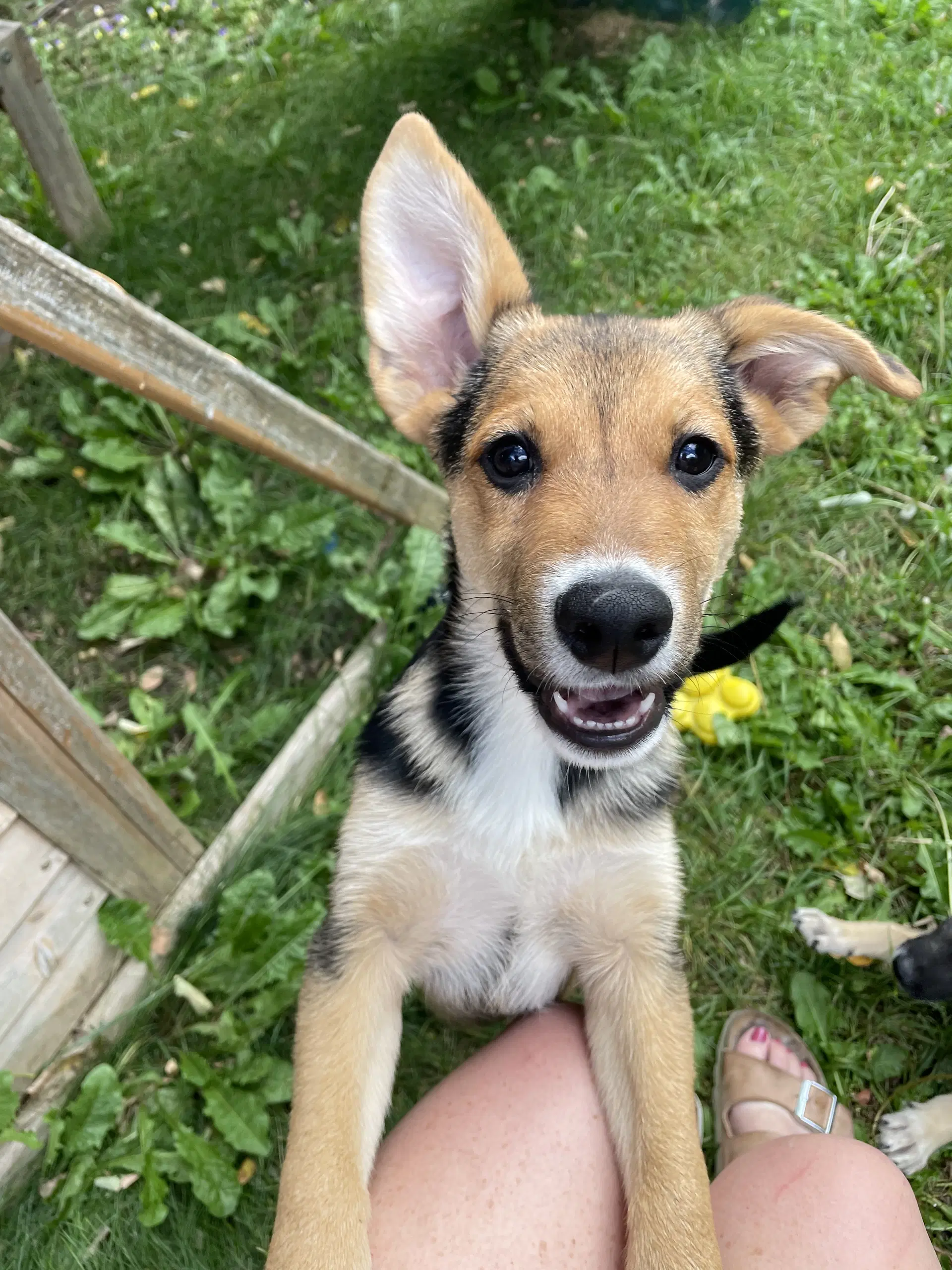 Monopoly - German Shepherd Dog