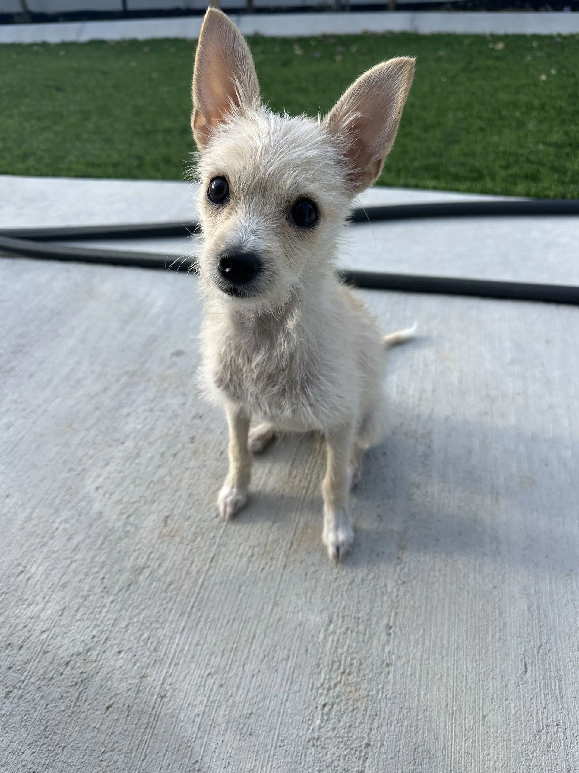 Daisy May - Chihuahua