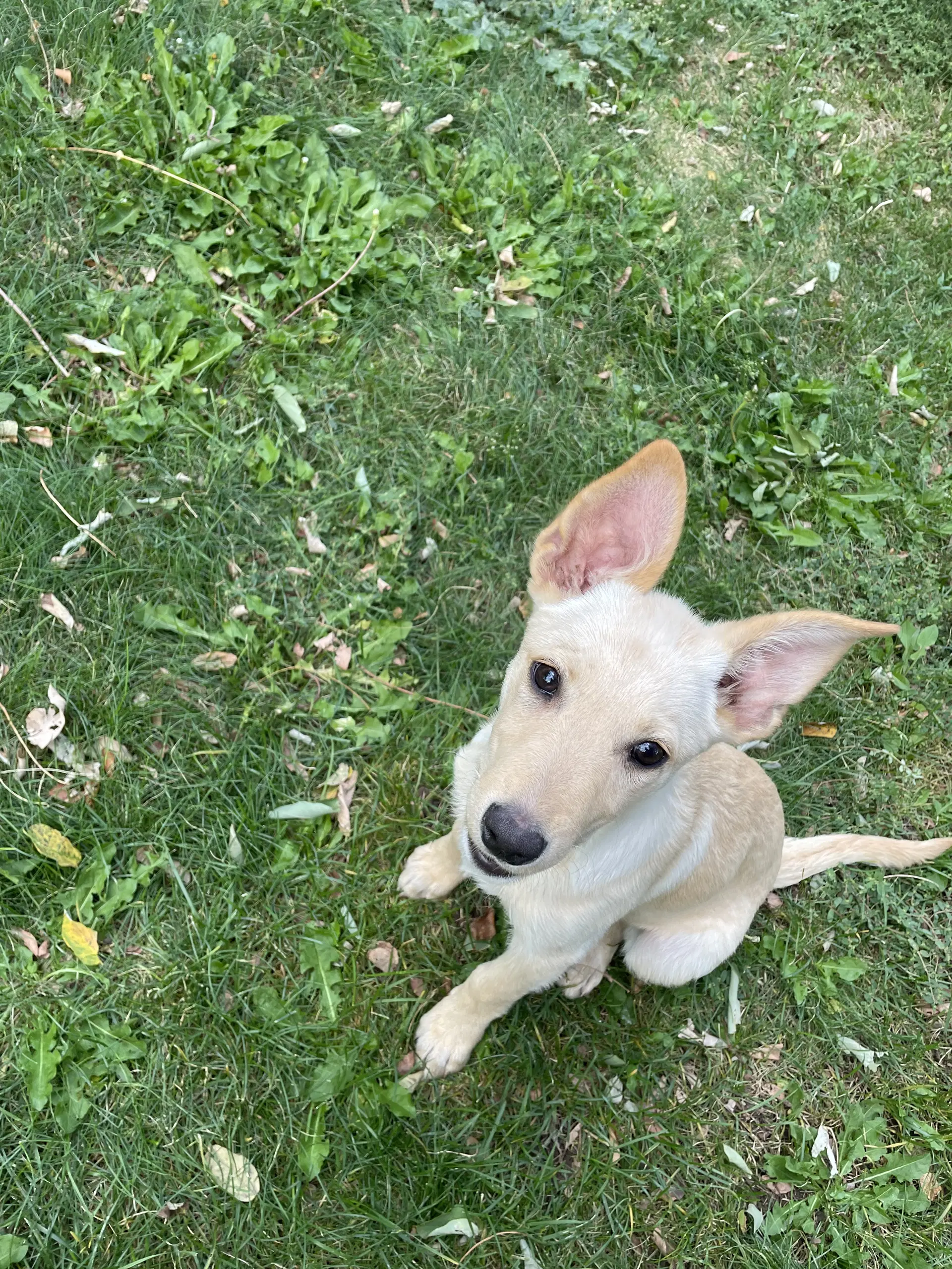 Candy Land - German Shepherd Dog
